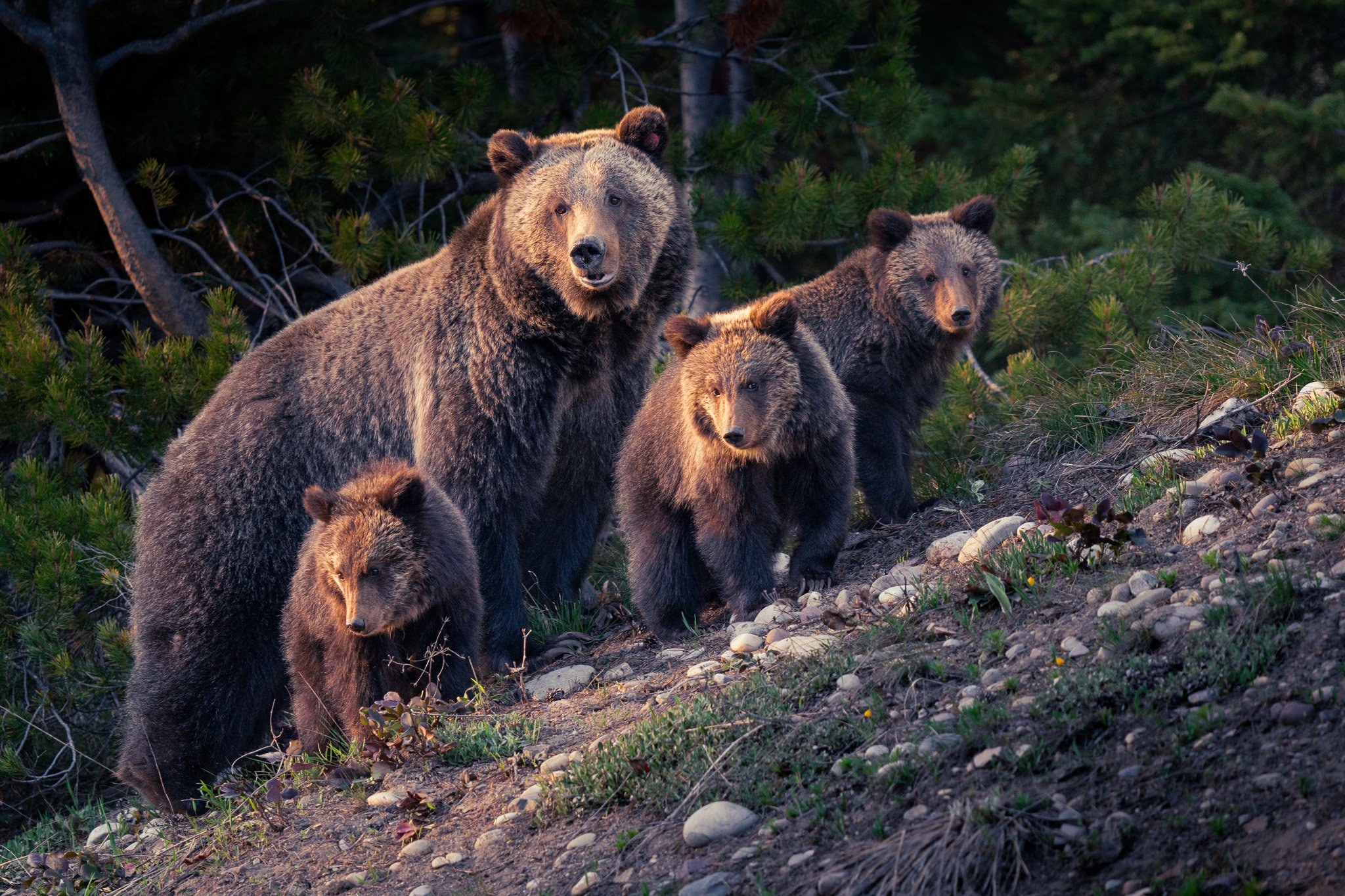 Bear 1063 and her cubs