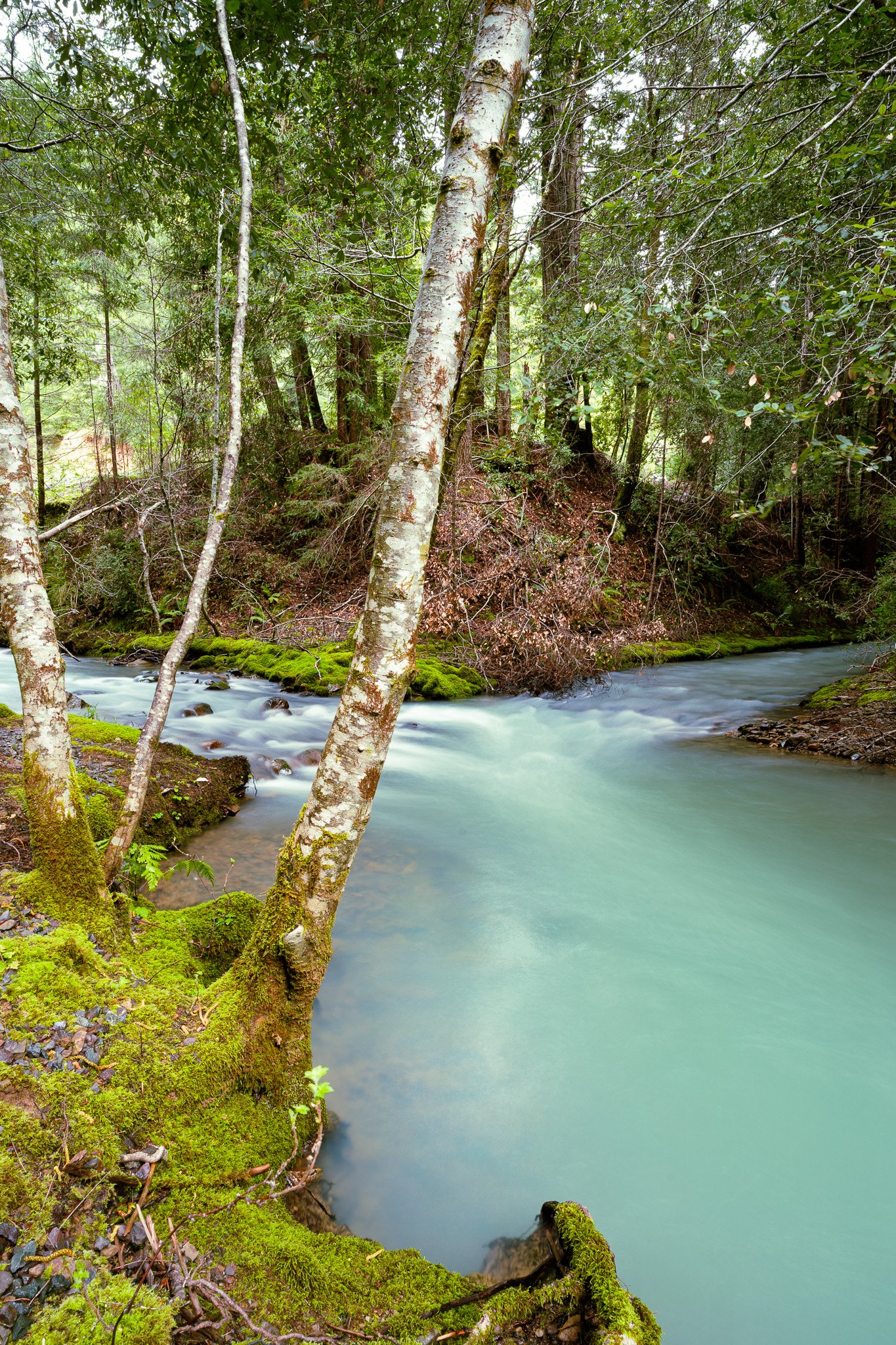 Chamberlain Creek, Mendocino County