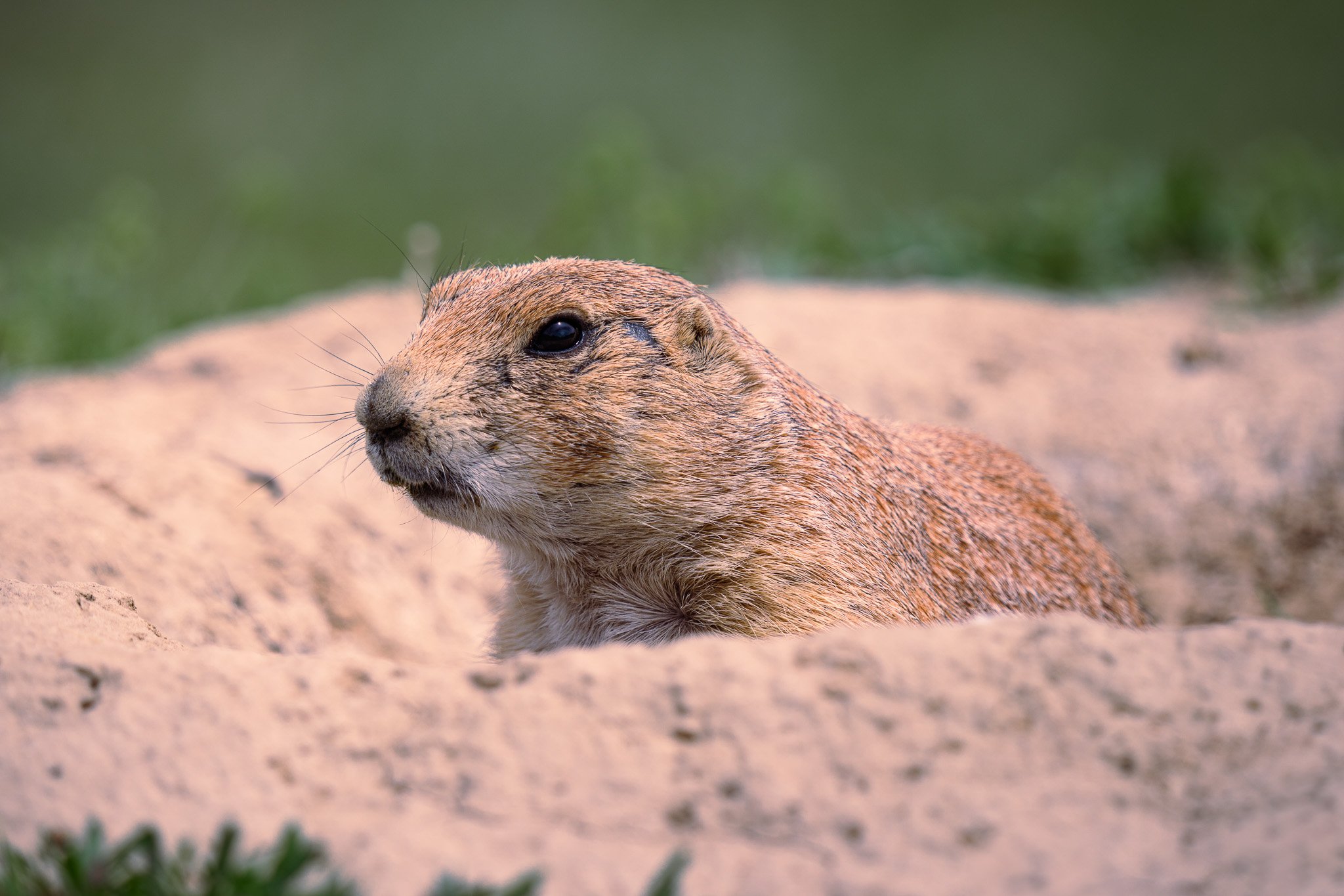 Prairie Dog at Devils Tower National Monument