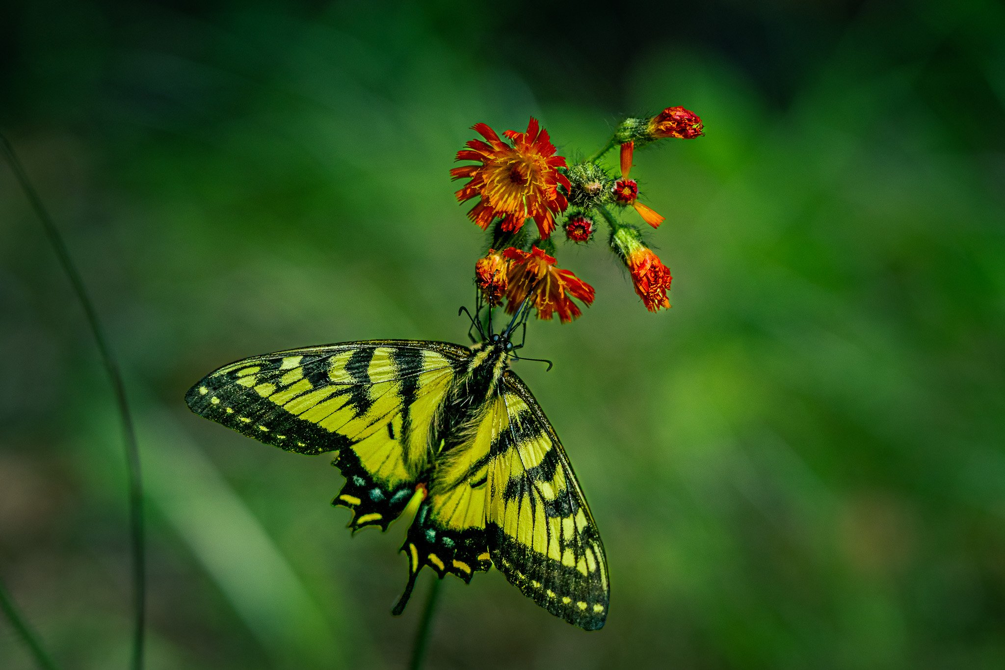 Eastern Tiger Swallowtail on Orange Hawkweed, Grafton Notch State Park