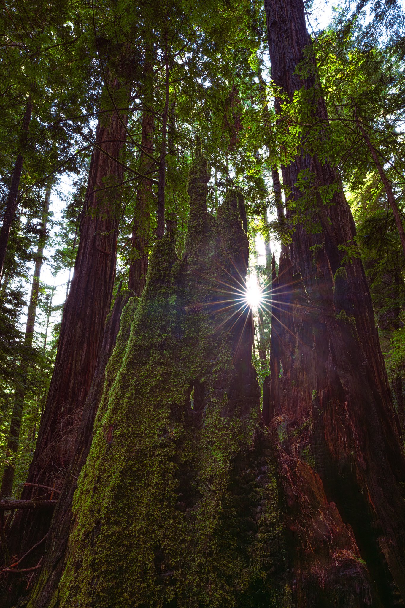 Sunset in a Redwood stump, Russian Gulch State Park