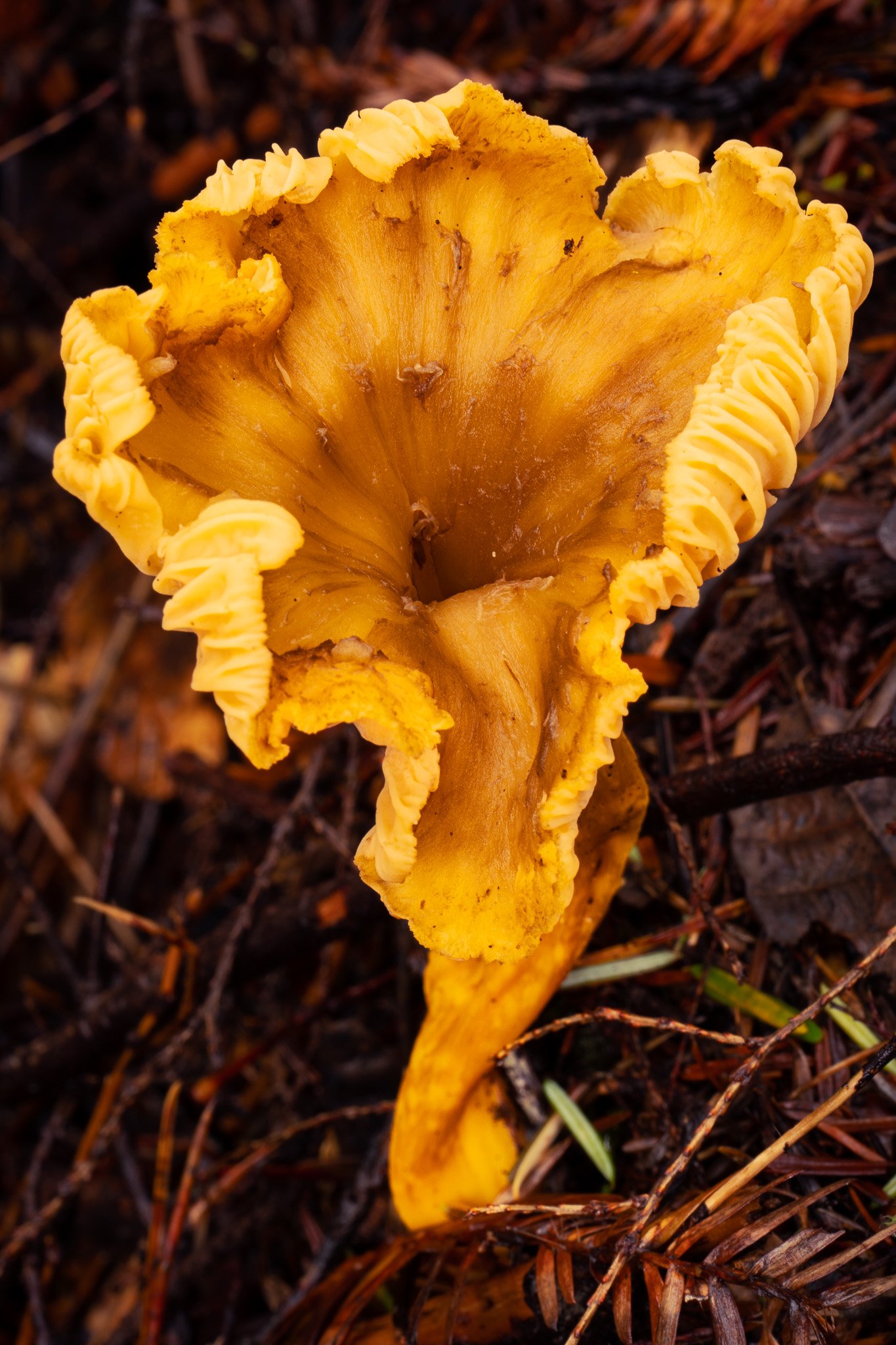 Yellow Foot Chanterelle, Mendocino County