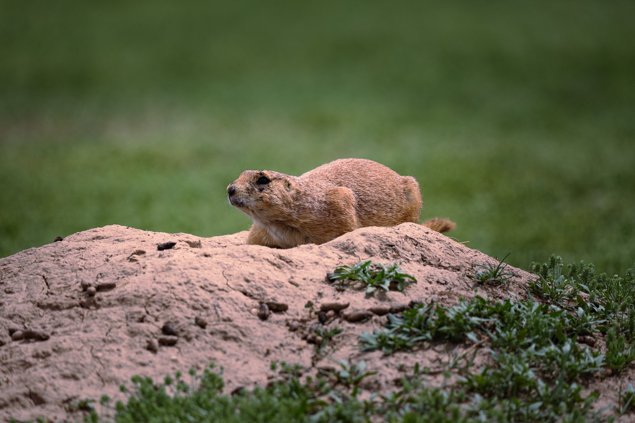 Prairie Dog at Devils Tower National Monument