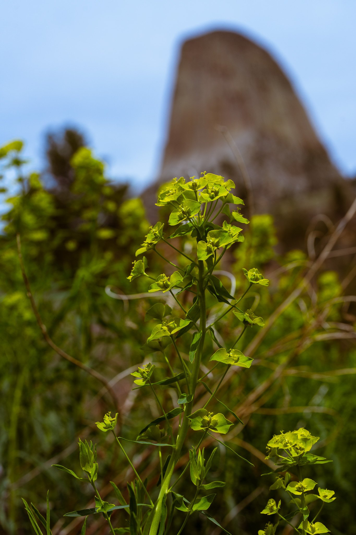 Wildflowers at Devils Tower National Monument