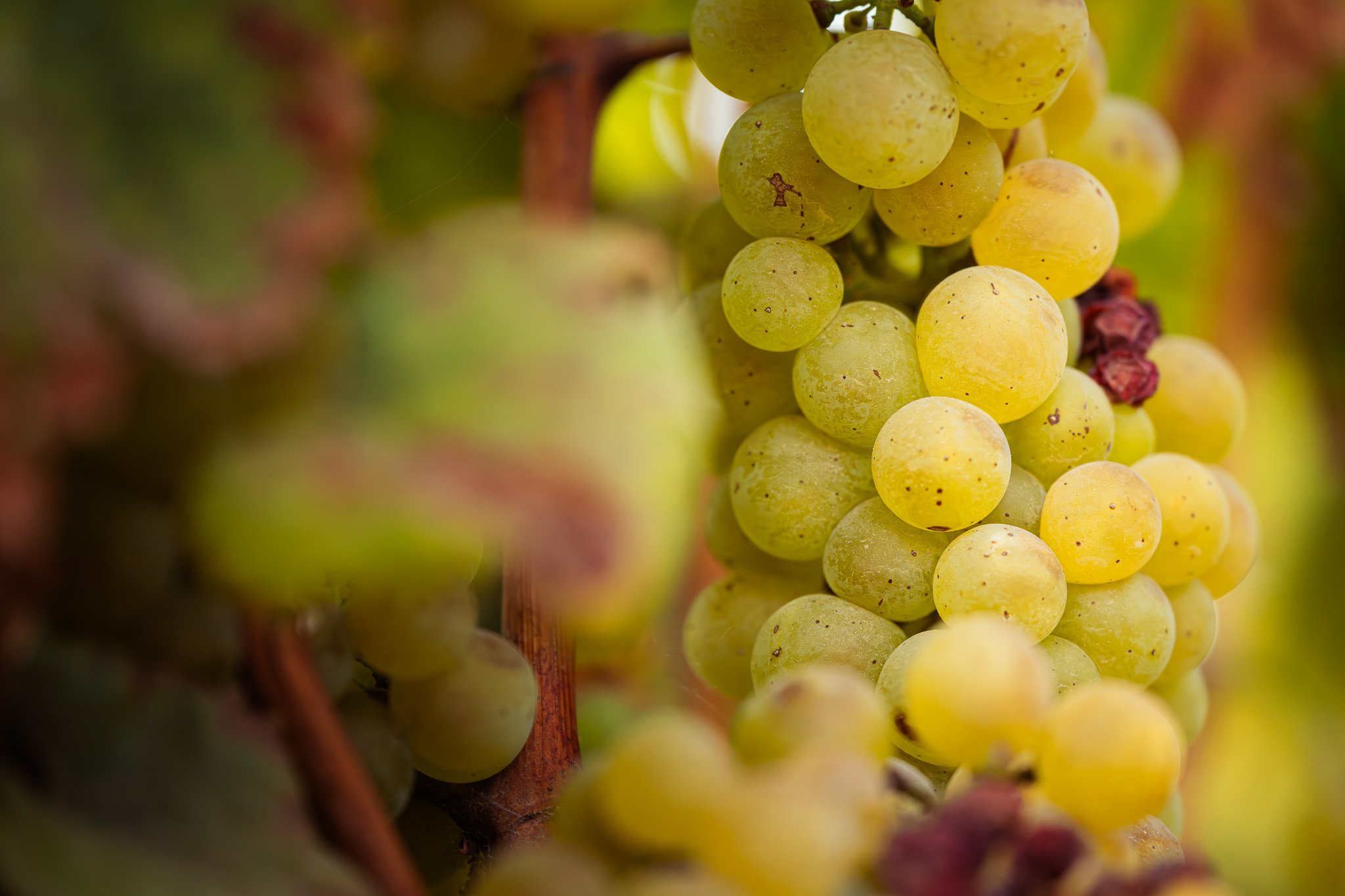 White wine grapes, Alexander Valley, California