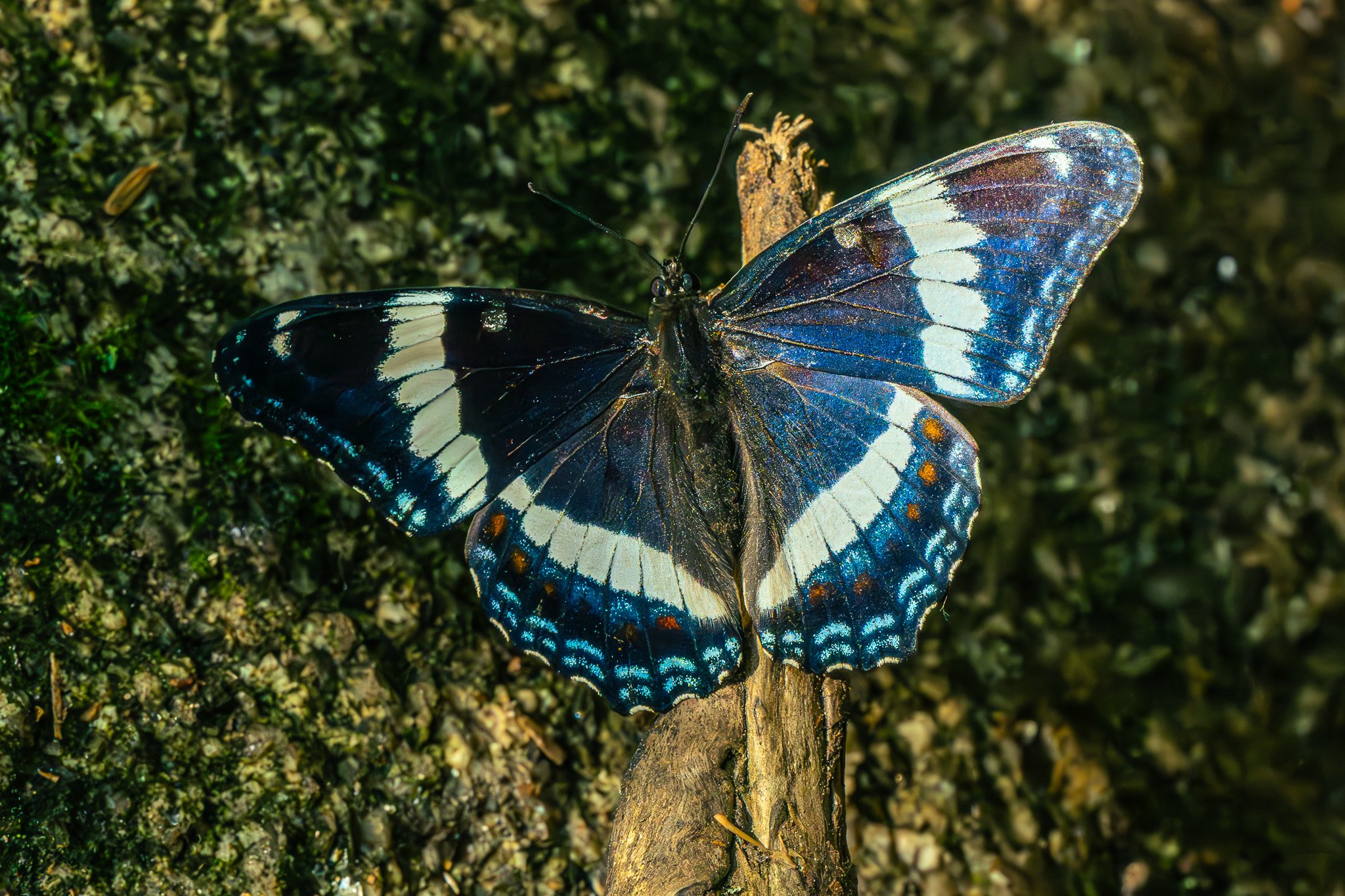 White Admiral, Grafton Notch State Park