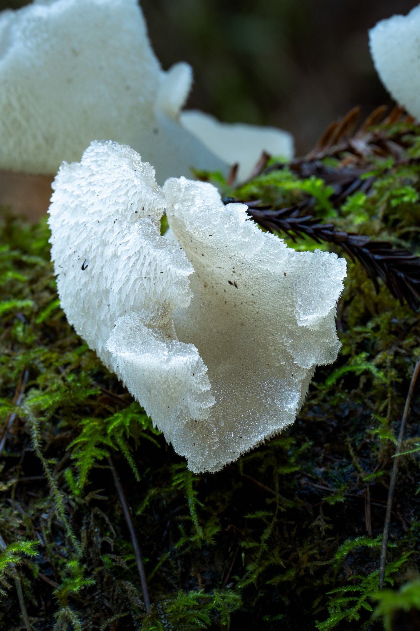 Toothed Jelly Fungus, Mendocino County