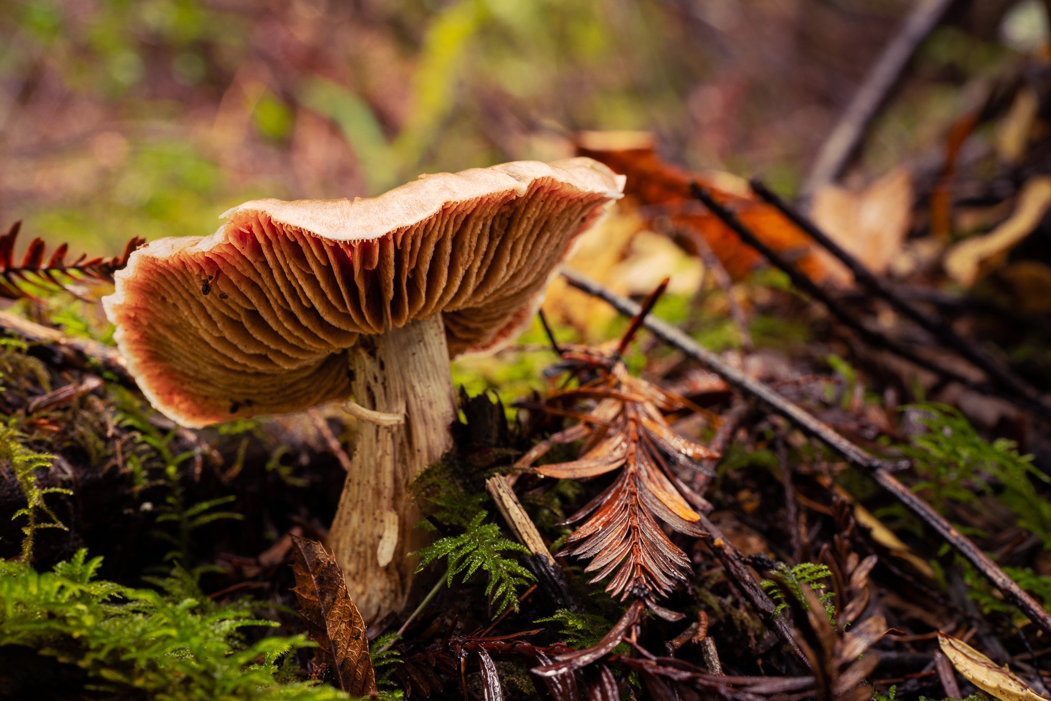 Unidentified mushroom, Mendocino County
