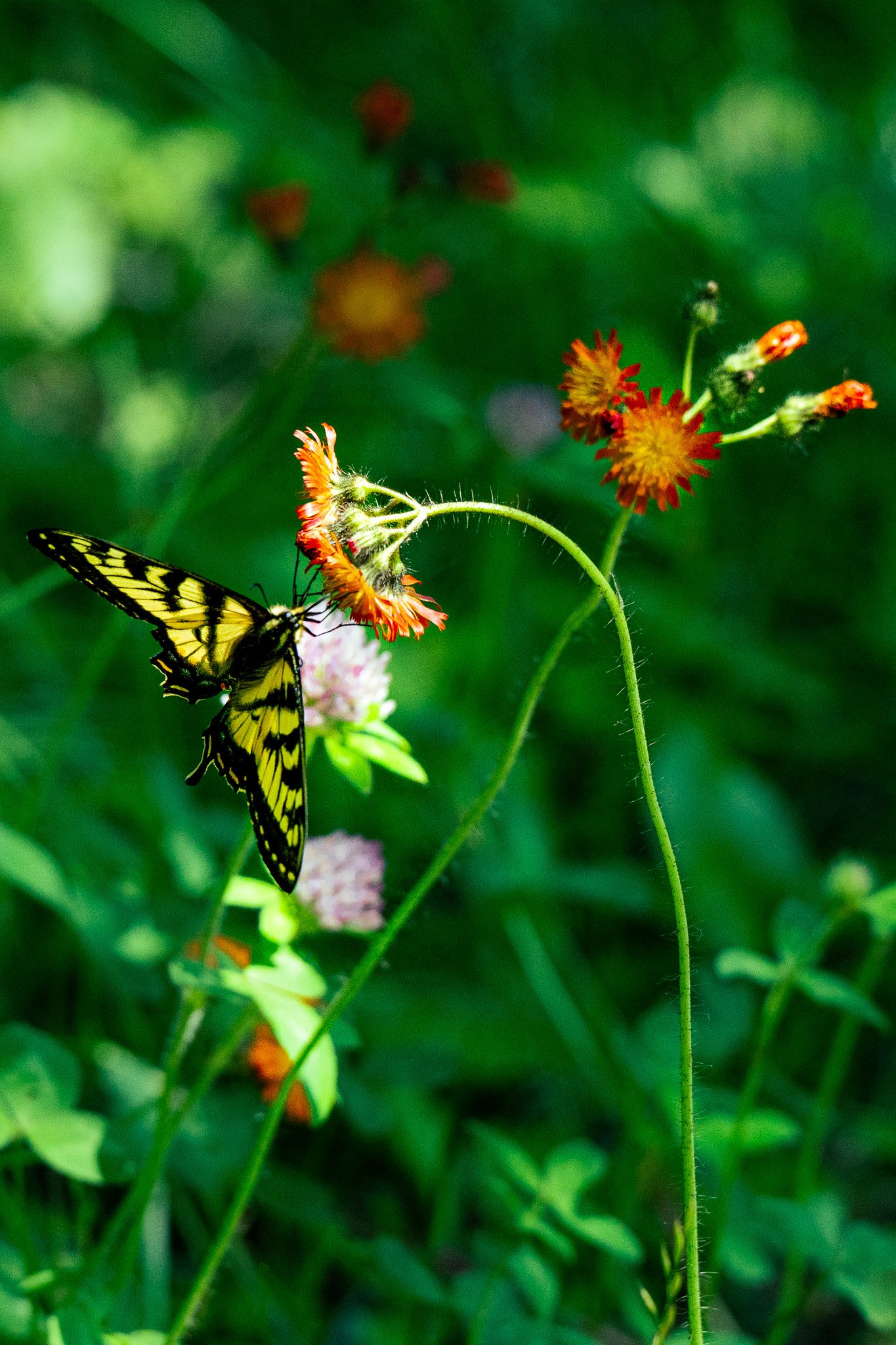 Eastern Tiger Swallowtail on Orange Hawkweed, Grafton Notch State Park