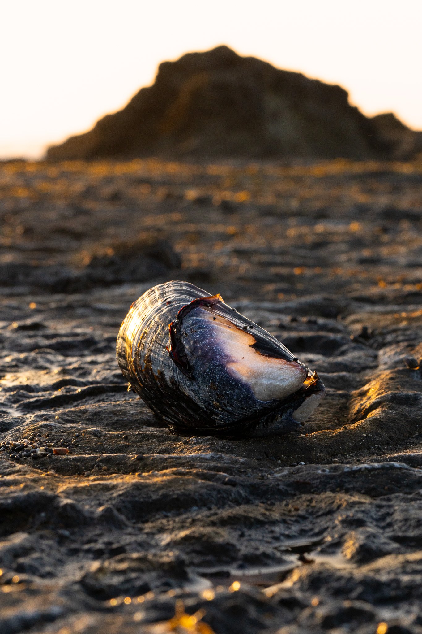 Mussel shell, MacKerricher State Park