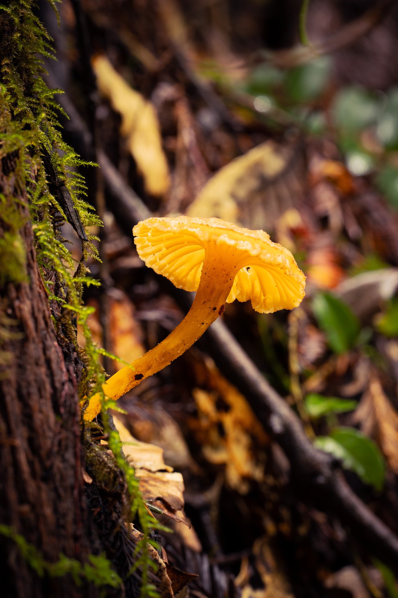 Yellow Foot Chanterelle, Mendocino County