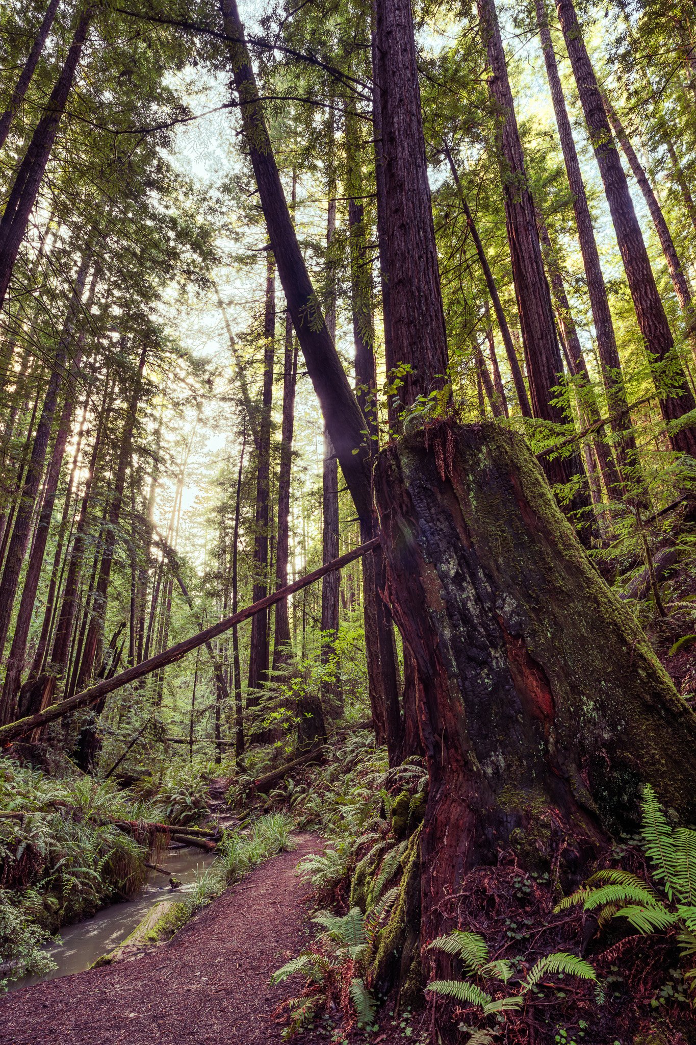 Path along Russian Gulch Creek, Russian Gulch State Park