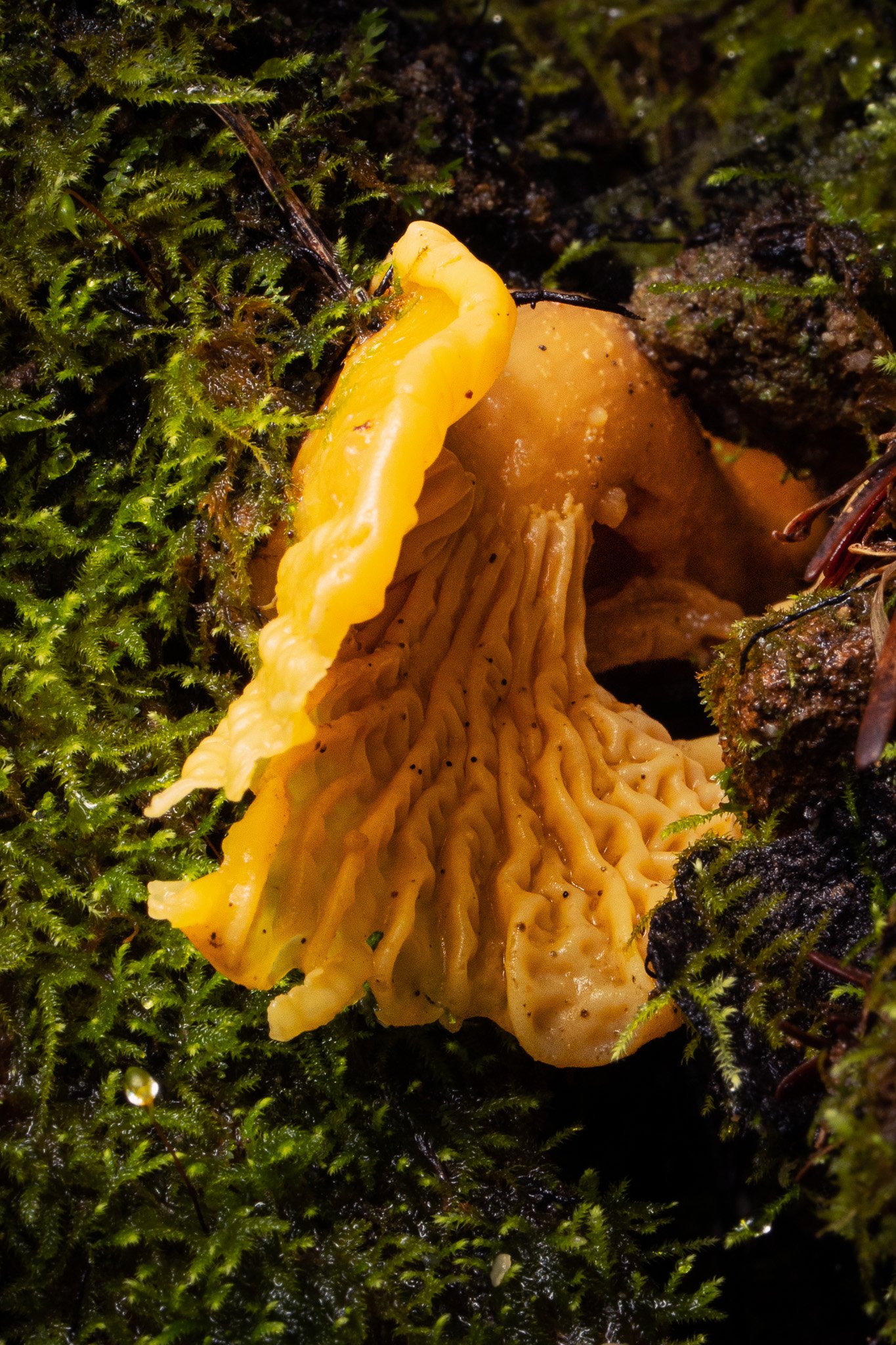 Yellow Foot Chanterelle, Mendocino County