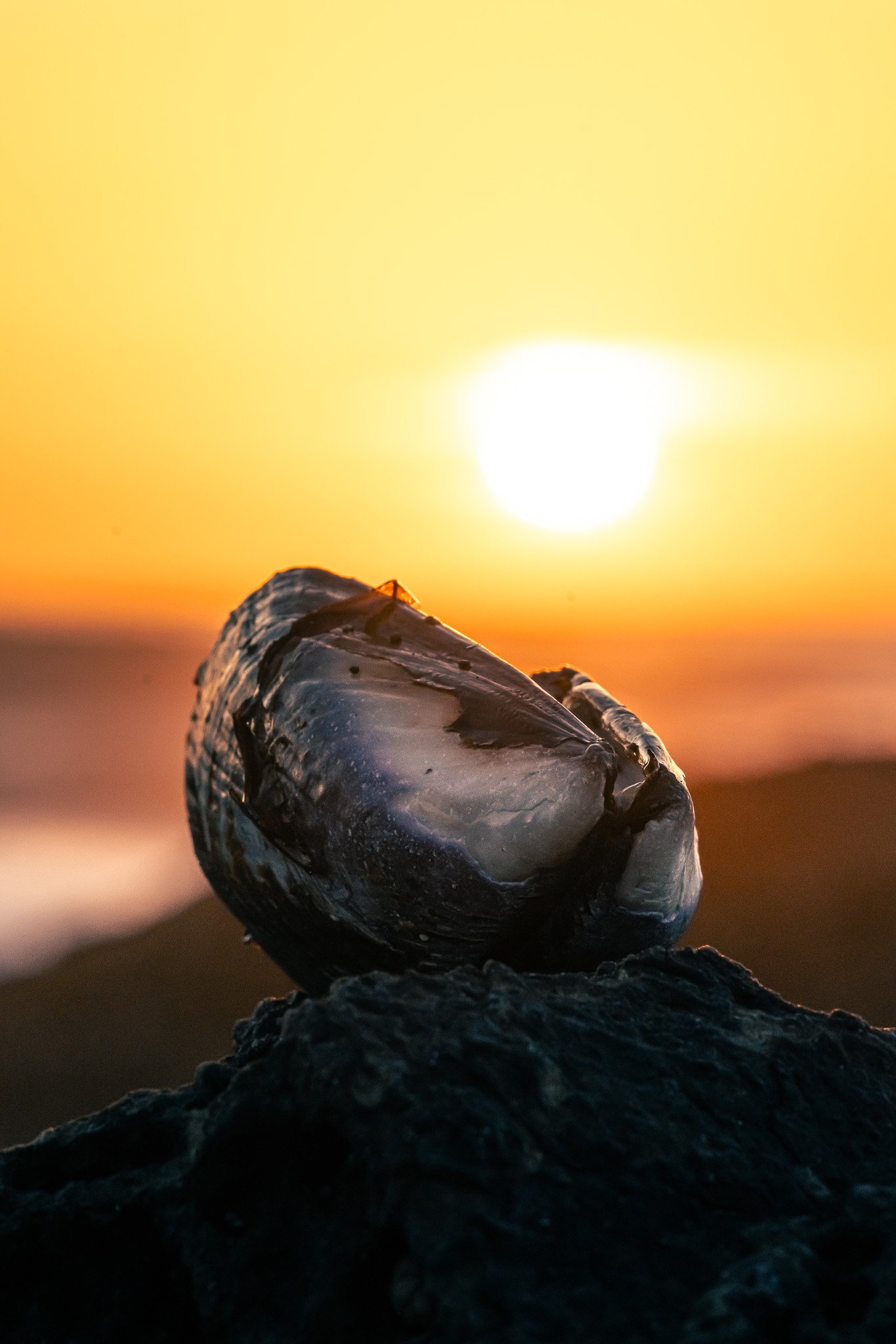 Sunset behind a mussel, MacKerricher State Park