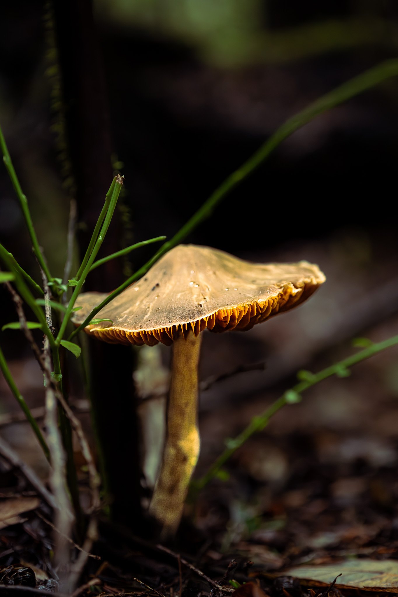 SER09320-Enhanced-NR-2.jpg