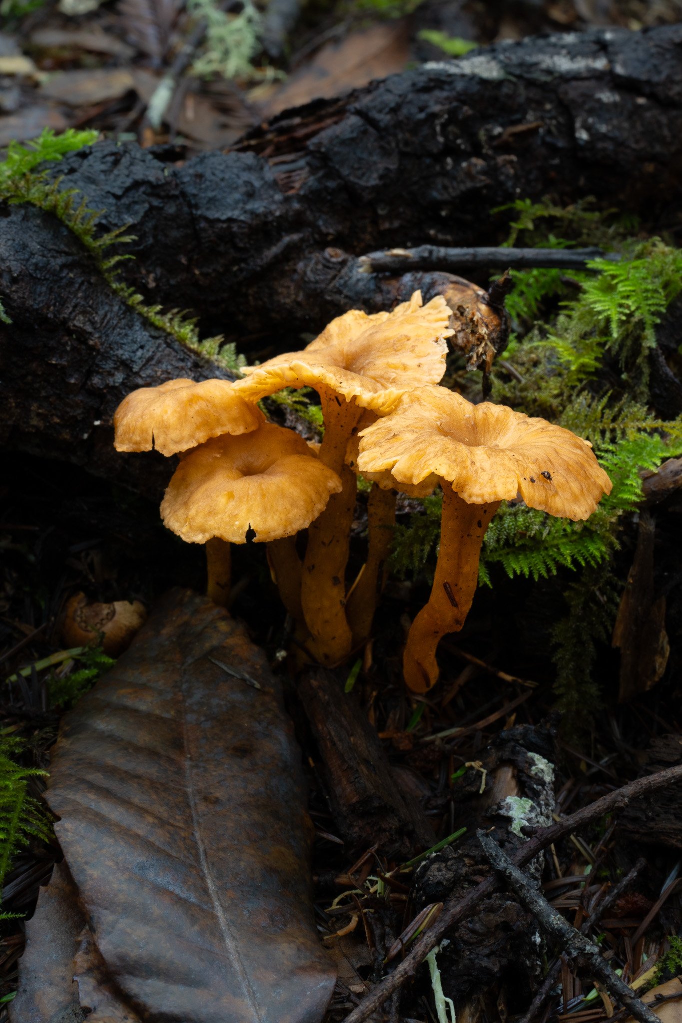 Yellow Foot Chanterelle, Mendocino County