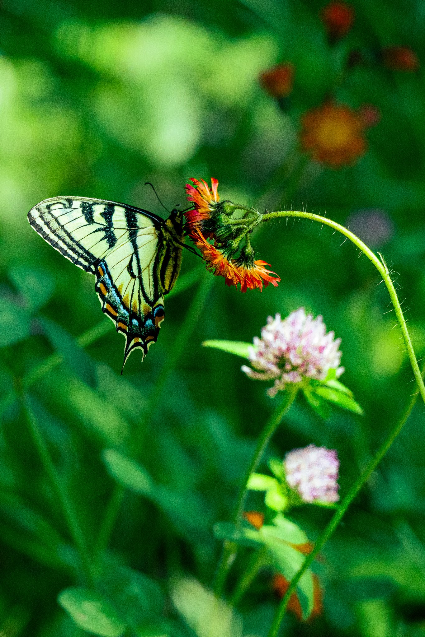 Eastern Tiger Swallowtail on Orange Hawkweed, Grafton Notch State Park