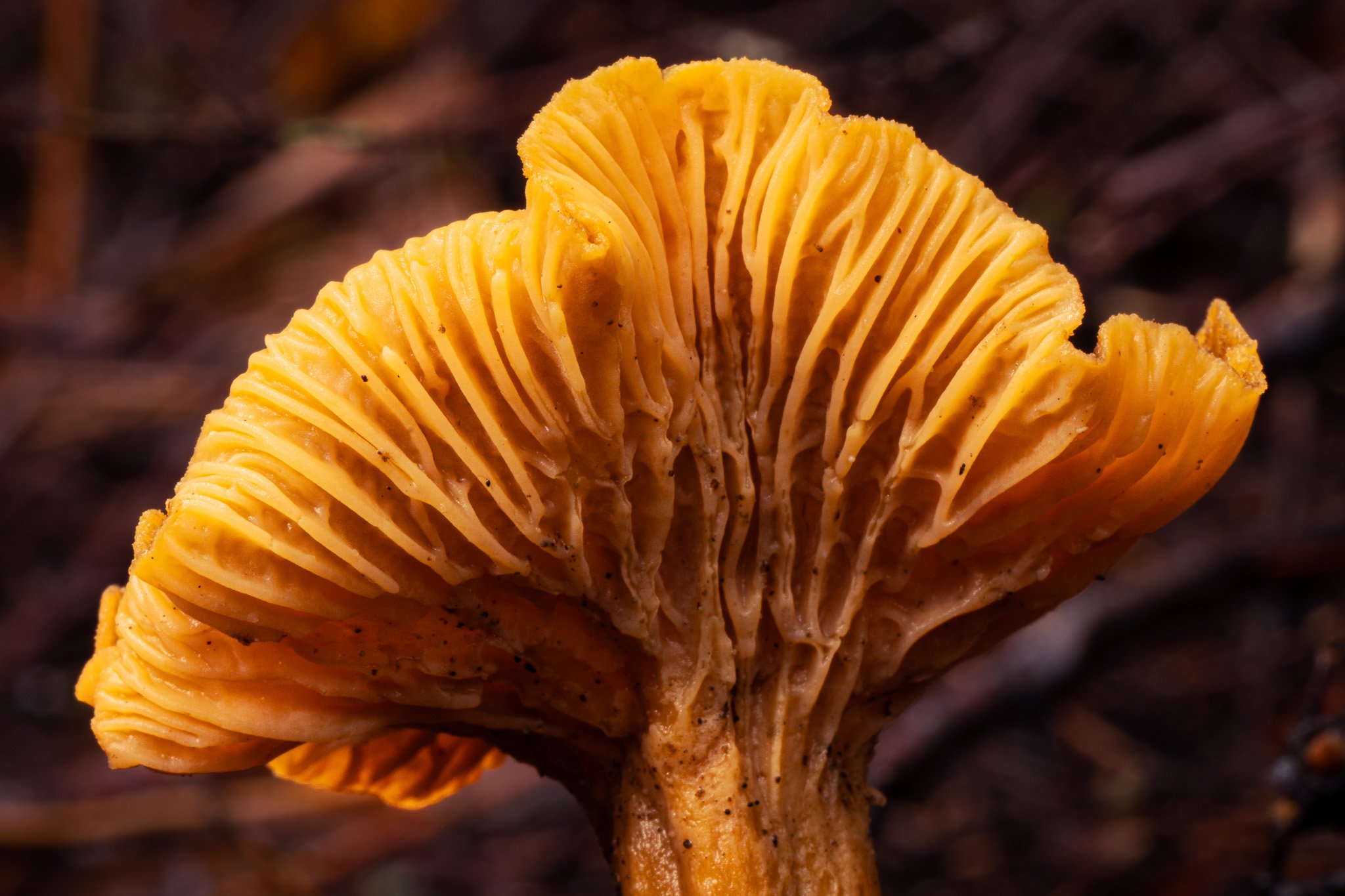 Yellow Foot Chanterelle, Mendocino County