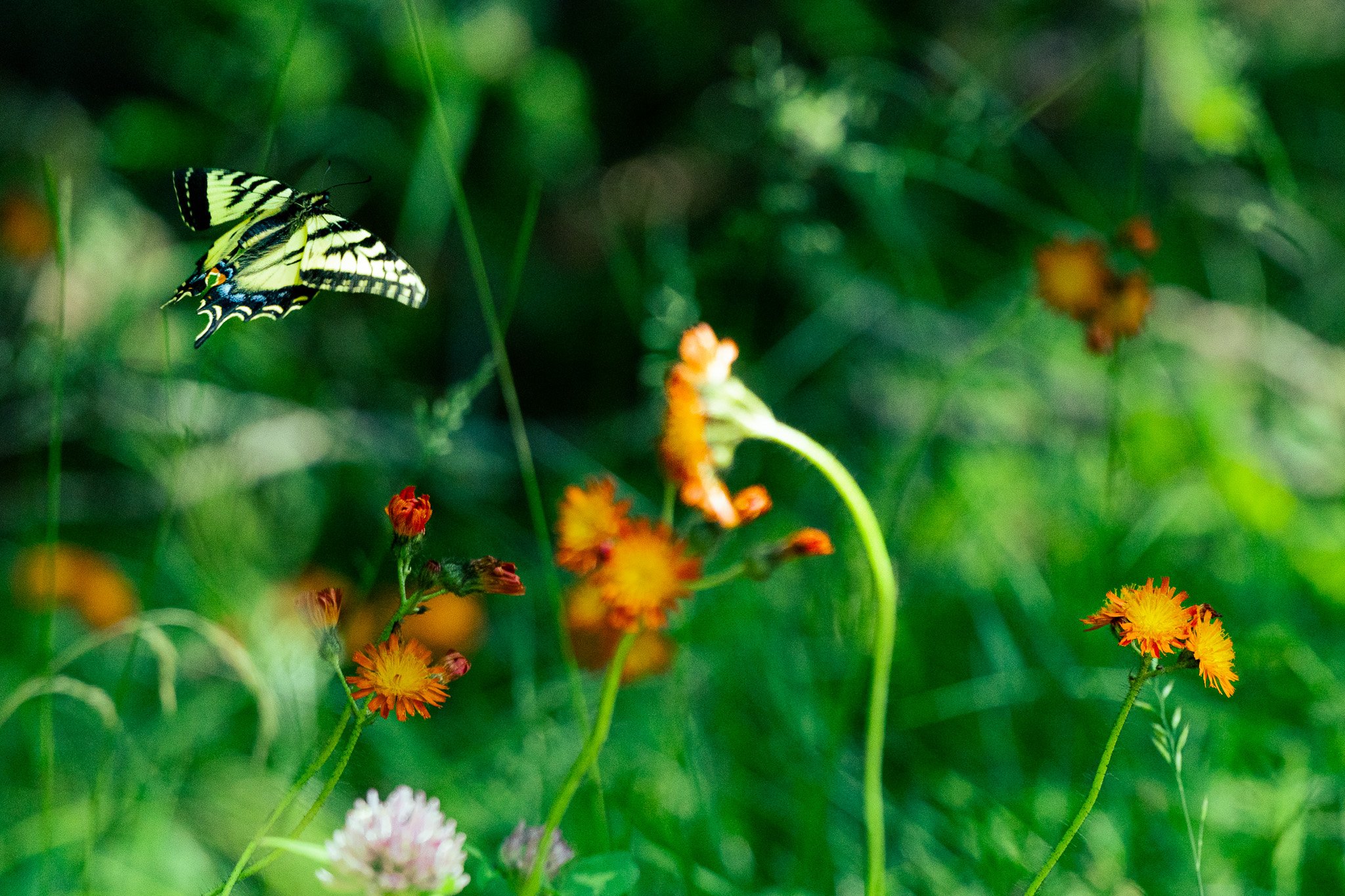 Eastern Tiger Swallowtail on Orange Hawkweed, Grafton Notch State Park