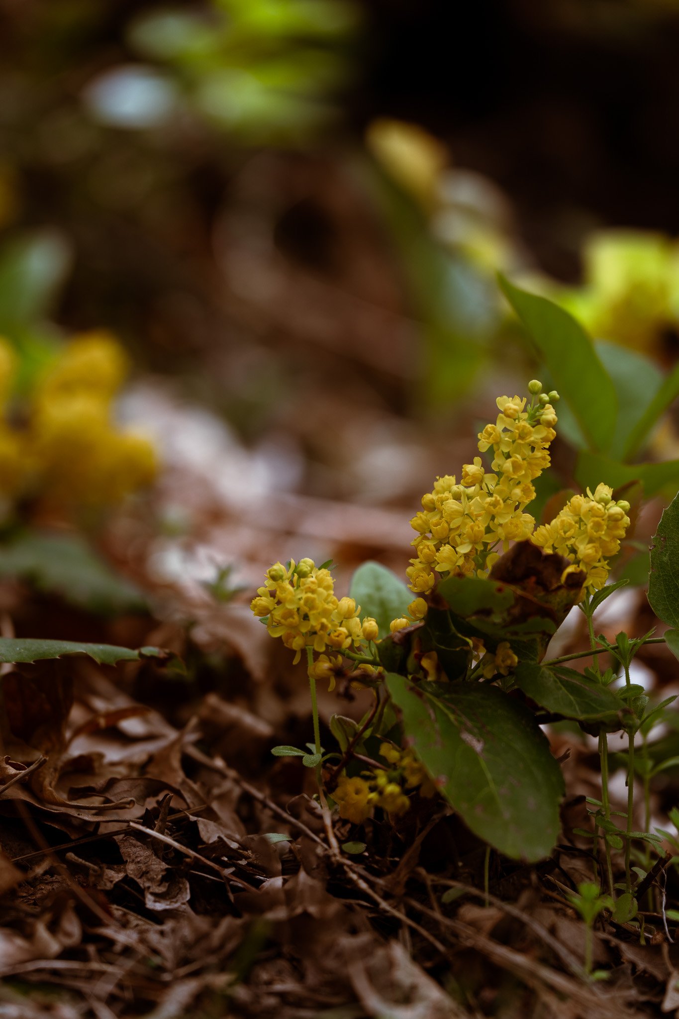 Creeping Barberry, Devils Tower National Monument