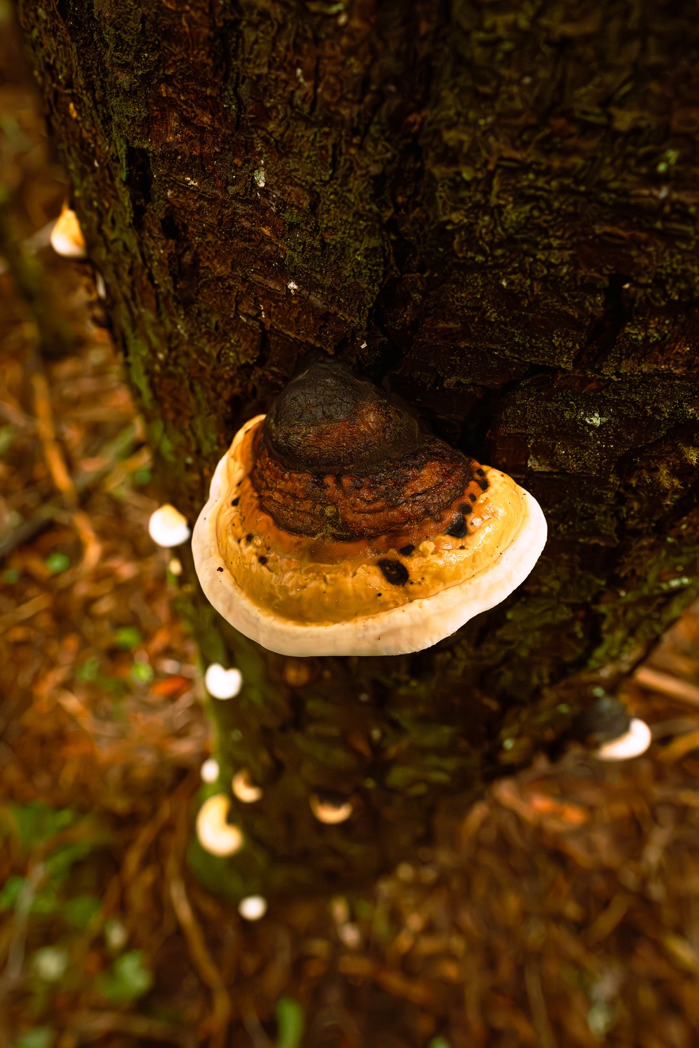 Red Belted Conch fungus, Mendocino County