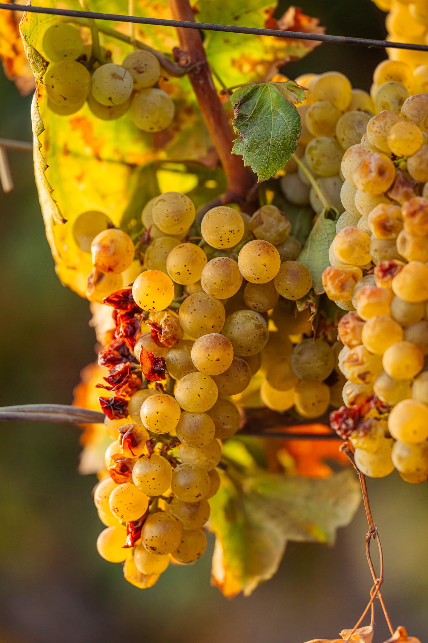 White wine grapes, Alexander Valley, California
