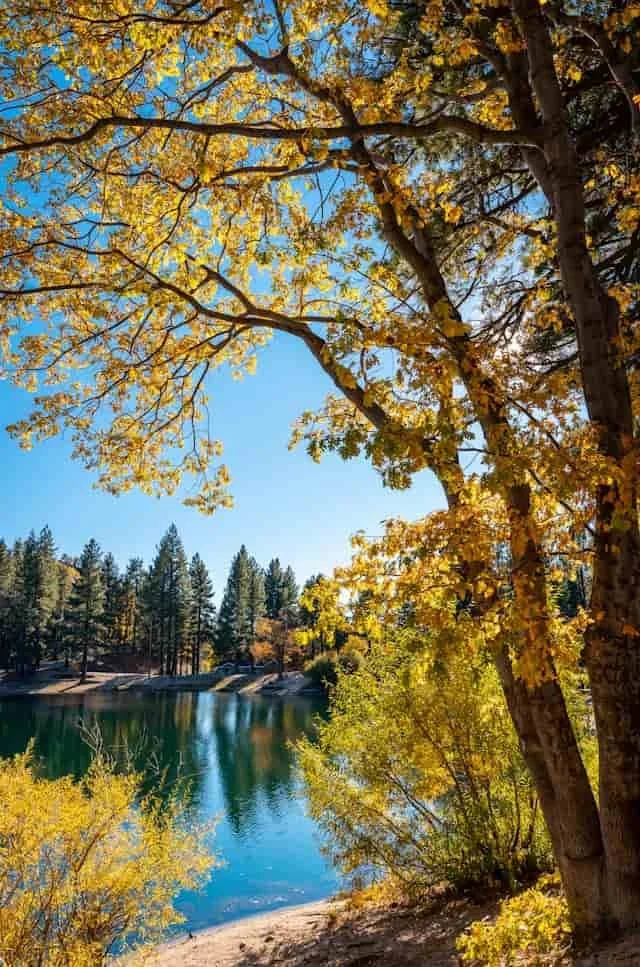A trees by a lake