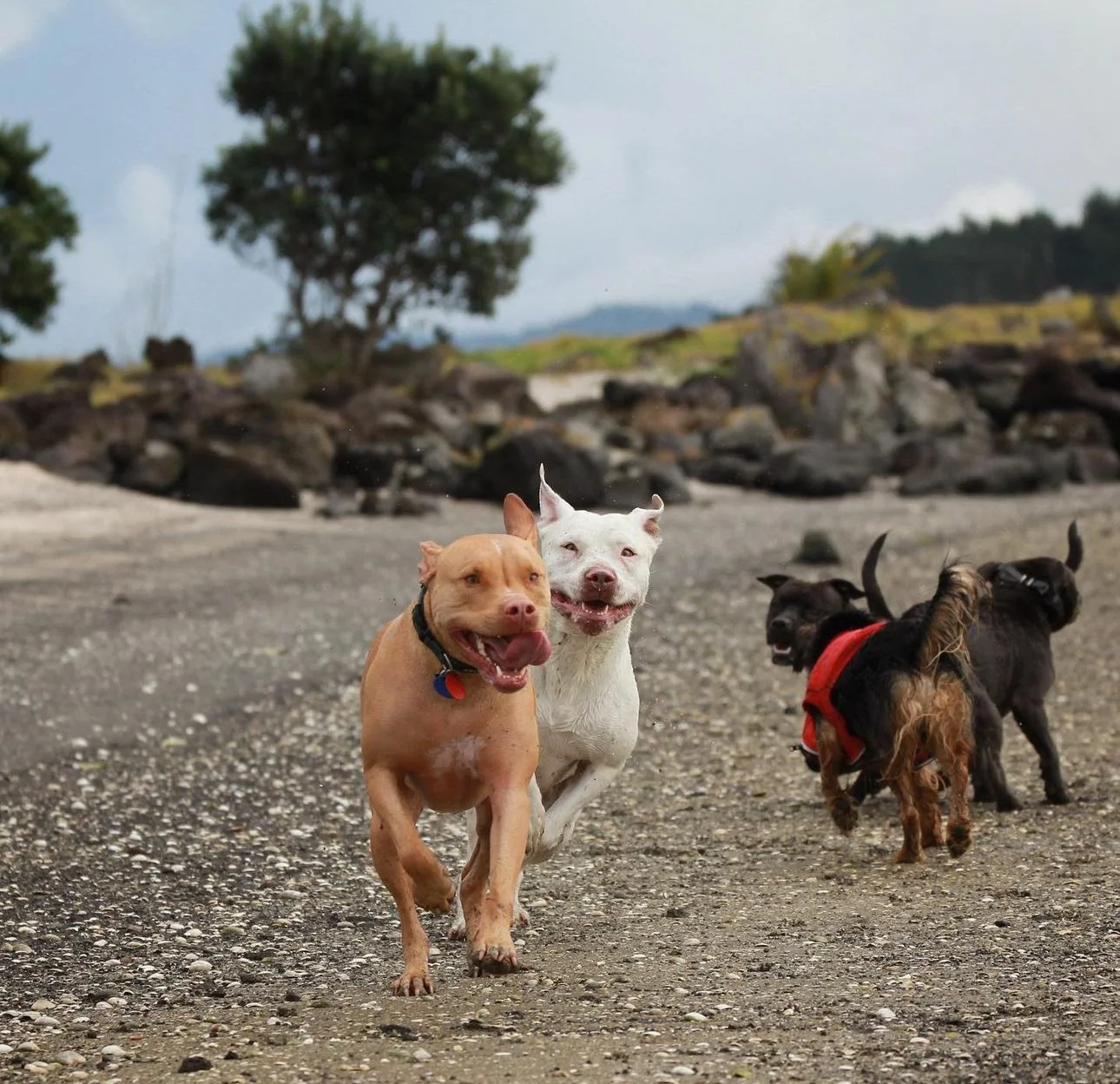 Four dogs running on a gravel path outdoors with trees and rocks in the background.