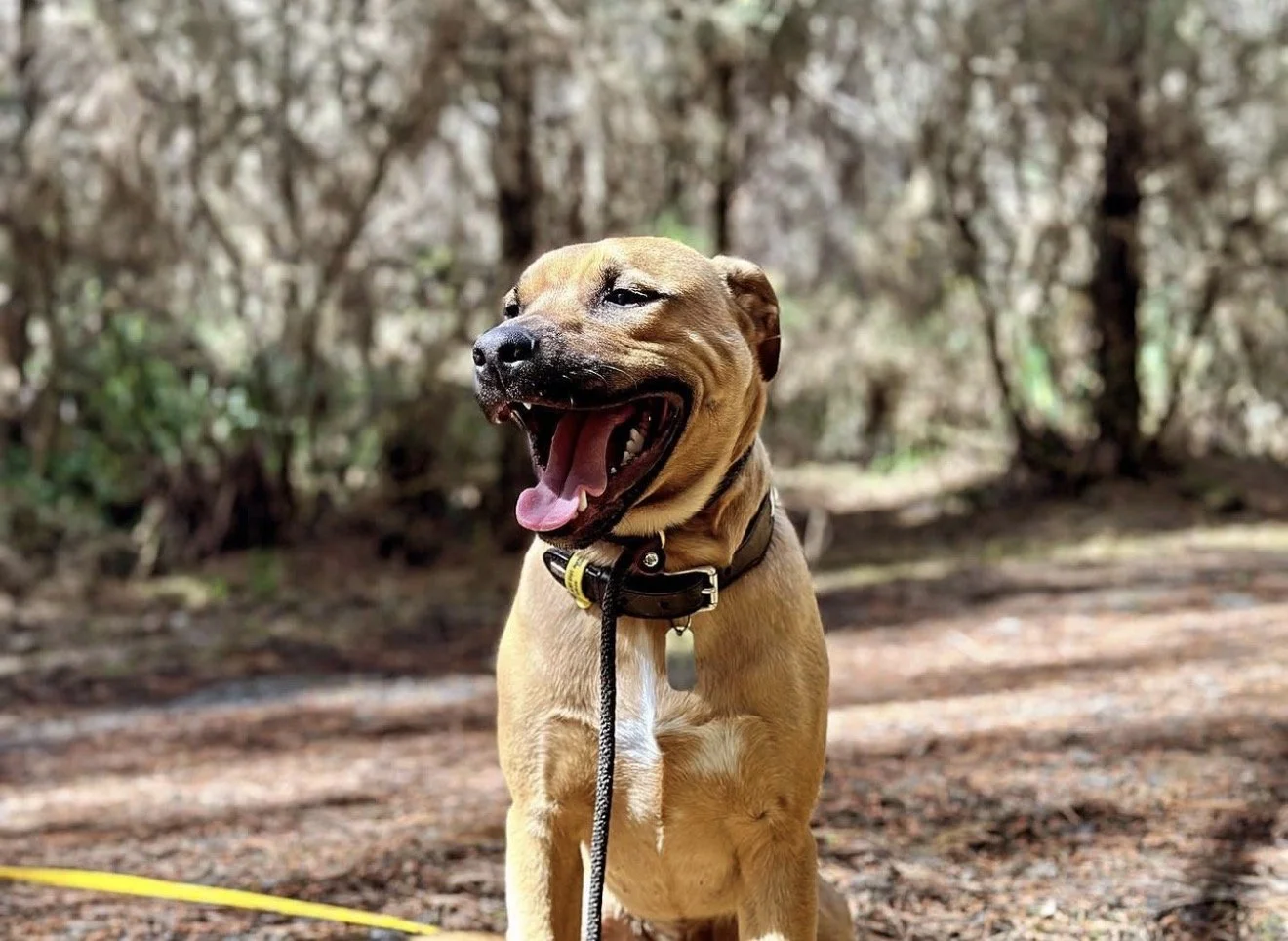 A happy brown dog with a leash, sitting outdoors in a wooded area, yawning.