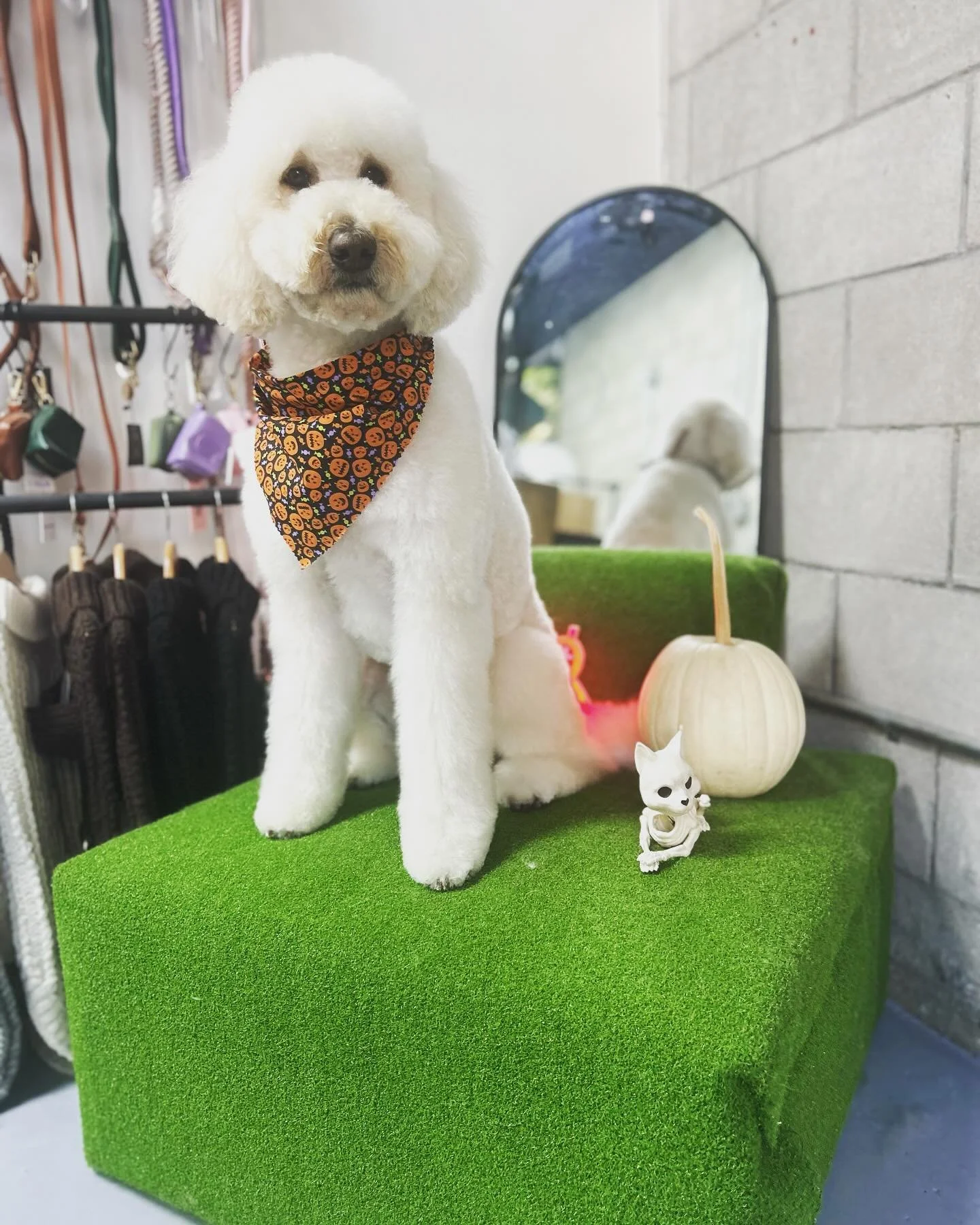 Fluffier, happier, and ready for some snuggles. 🐶💖 Check out the link in our bio to book your appointment today!

#FreshAndFluffy #petspa #petgrooming #sandiego #happypuppy #doggroomer #doggrooming #doggroomersofinstagram #doggroomerslife #doggroom