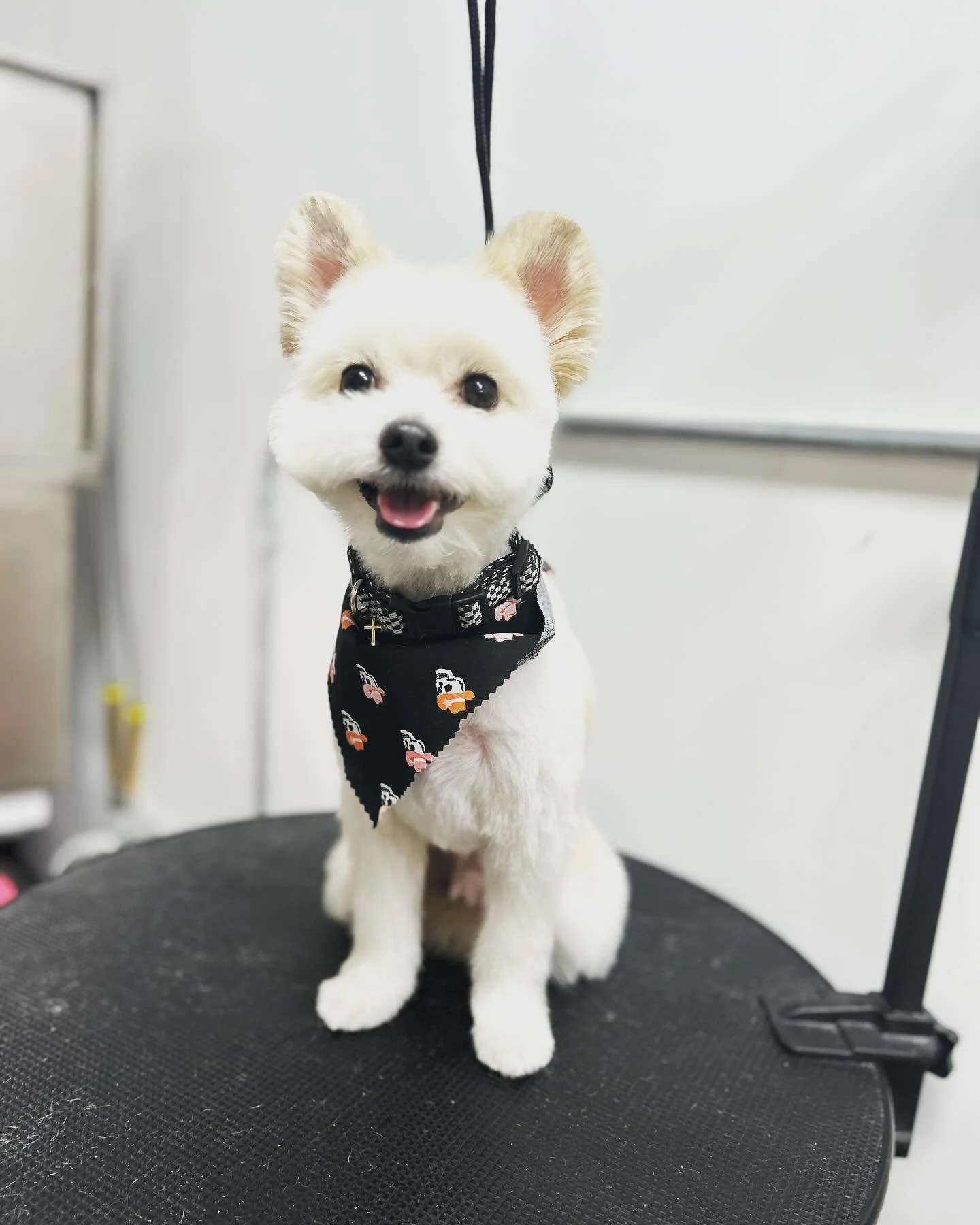 Paw-sitively pampered from nose to tail! 🛁🐕 

#DogSpaDay #petspa #petgrooming #sandiego #happypuppy #doggroomer #doggrooming #doggroomersofinstagram #doggroomerslife #doggroominglife #petgrooming #petgroomer #petstylist #dogsofinstagram #dogs