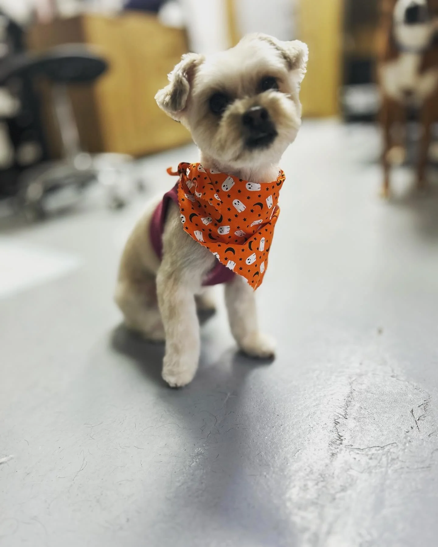 Every pup deserves a little pampering! 🐾✨ Follow our page and book your appointment today! 

#GroomingDayGoals #petspa #petgrooming #sandiego #happypuppy #doggroomer #doggrooming #doggroomersofinstagram #doggroomerslife #doggroominglife #petgrooming