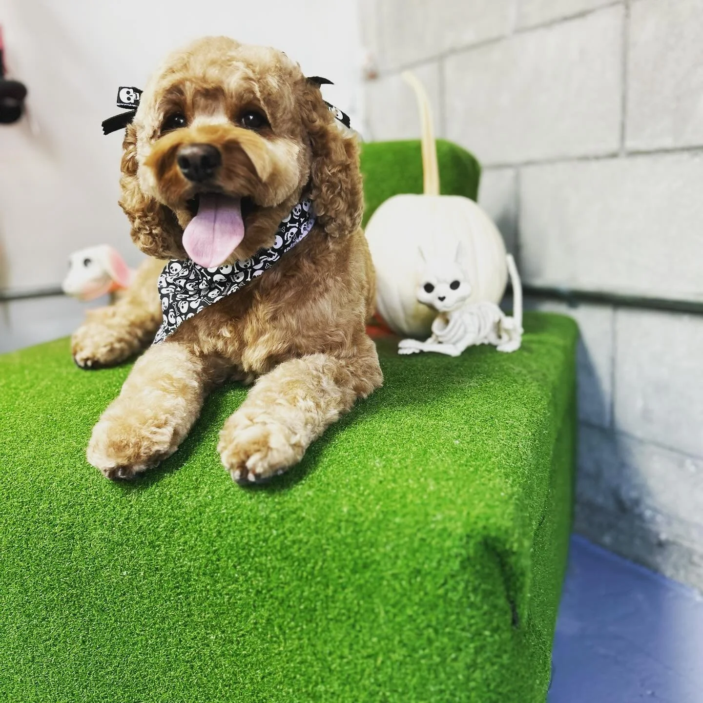 Such a cutie after a day at The Den! 

#petspa #petgrooming #sandiego #happypuppy #doggroomer #doggrooming #doggroomersofinstagram #doggroomerslife #doggroominglife #petgrooming #petgroomer #petstylist #dogsofinstagram #dogs