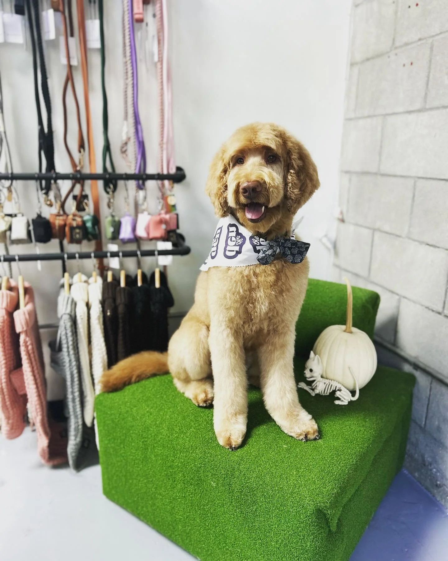 Looking spooktacular! Book an appointment with us and get October ready today. Link in bio 🔗 

#petspa #petgrooming #sandiego #happypuppy #doggroomer #doggrooming #doggroomersofinstagram #doggroomerslife #doggroominglife #petgrooming #petgroomer #pe