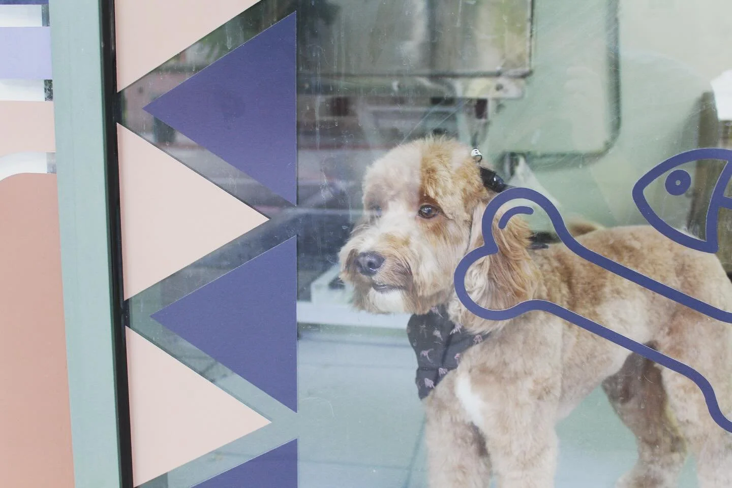 Pamper, groom, repeat. Because your fur baby deserves the best! 🐕🌟 Click on the link in our bio to book your appointment! 

#Pawfect #petspa #petgrooming #sandiego #happypuppy #doggroomer #doggrooming #doggroomersofinstagram #doggroomerslife #doggr