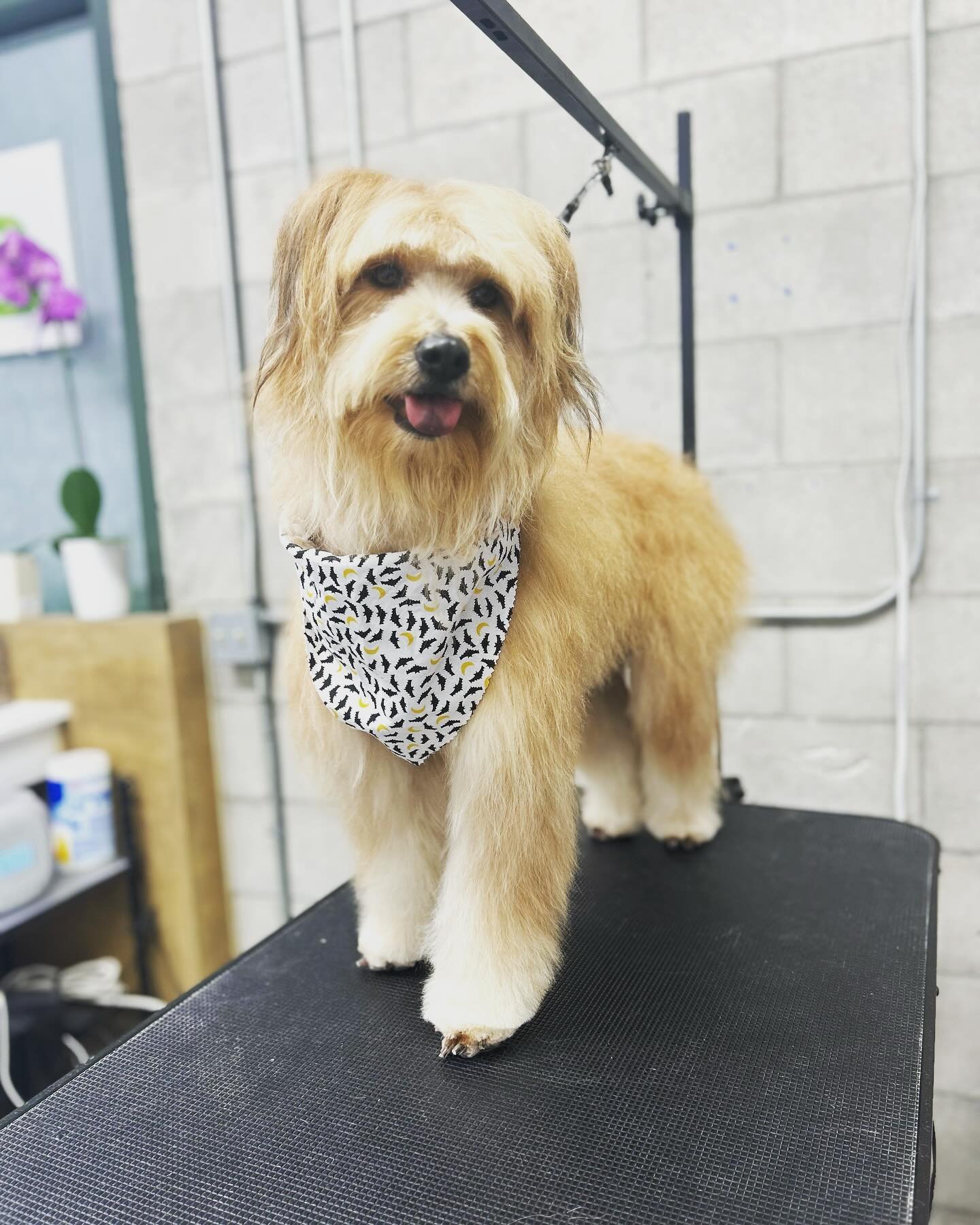 From shaggy to sleek &ndash; your pup&rsquo;s new look is here! 🛁🐩 Book your appointment at the link in our bio! 

#petspa #petgrooming #sandiego #happypuppy #doggroomer #doggrooming #doggroomersofinstagram #doggroomerslife #doggroominglife #petgro