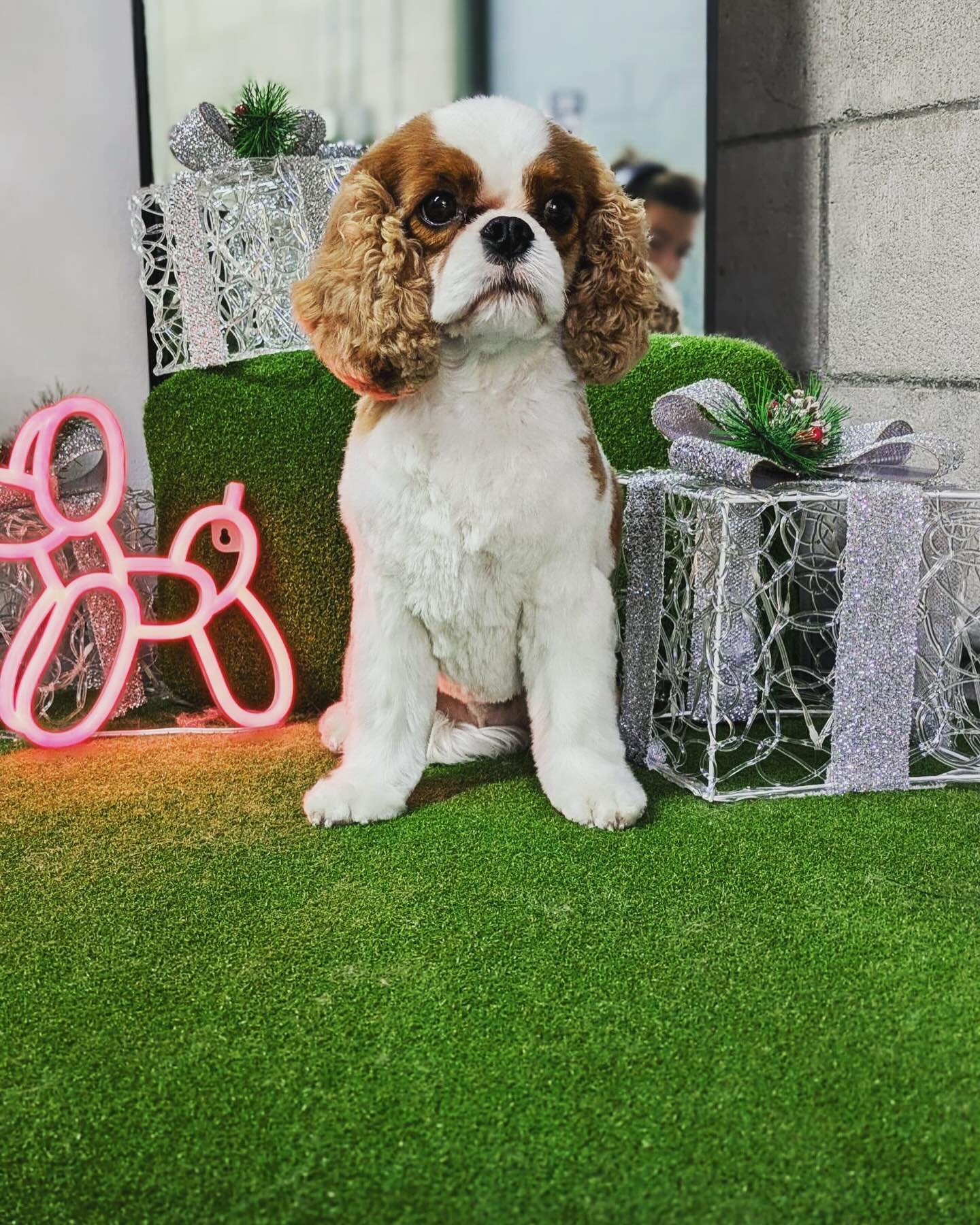 Suds, snips, and smiles all around. 🛁🐾 Click the link in our bio to book your appointment! 

#petspa #petgrooming #sandiego #happypuppy #doggroomer #doggrooming #doggroomersofinstagram #doggroomerslife #doggroominglife #petgrooming #petgroomer #pet