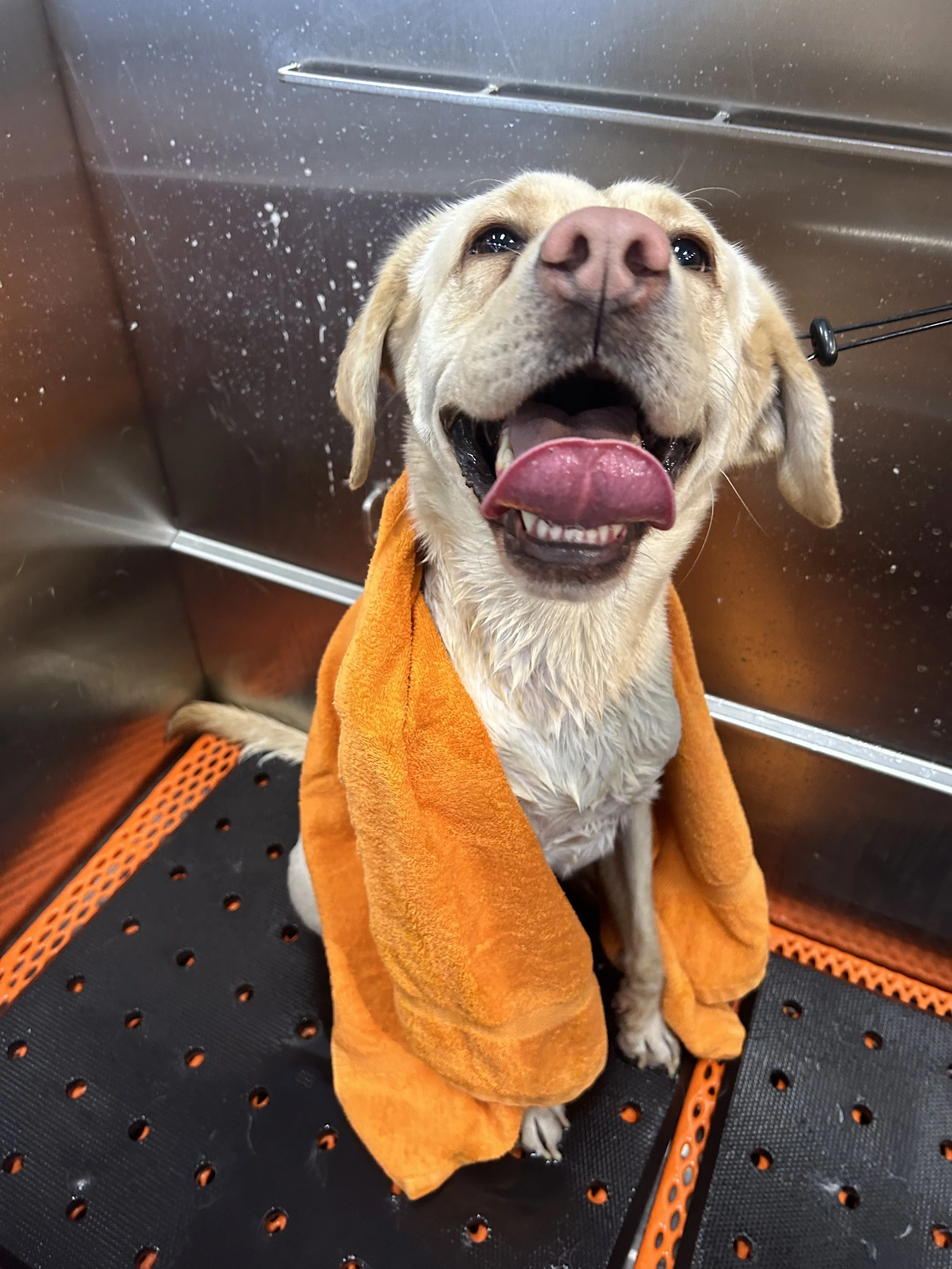 Yellow lab dog in the bath smiling.