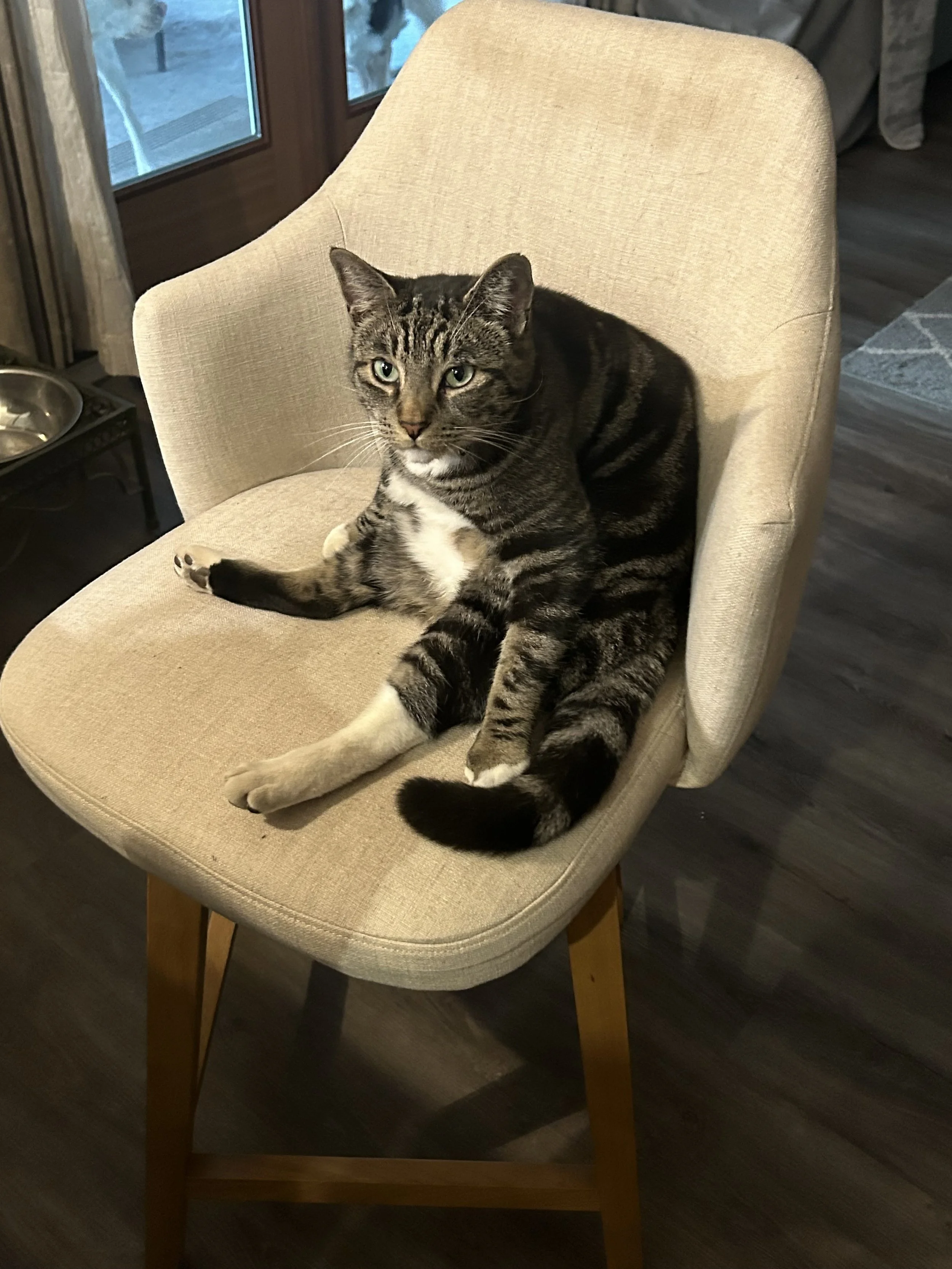 Grey and white tabby cat sitting on chair.