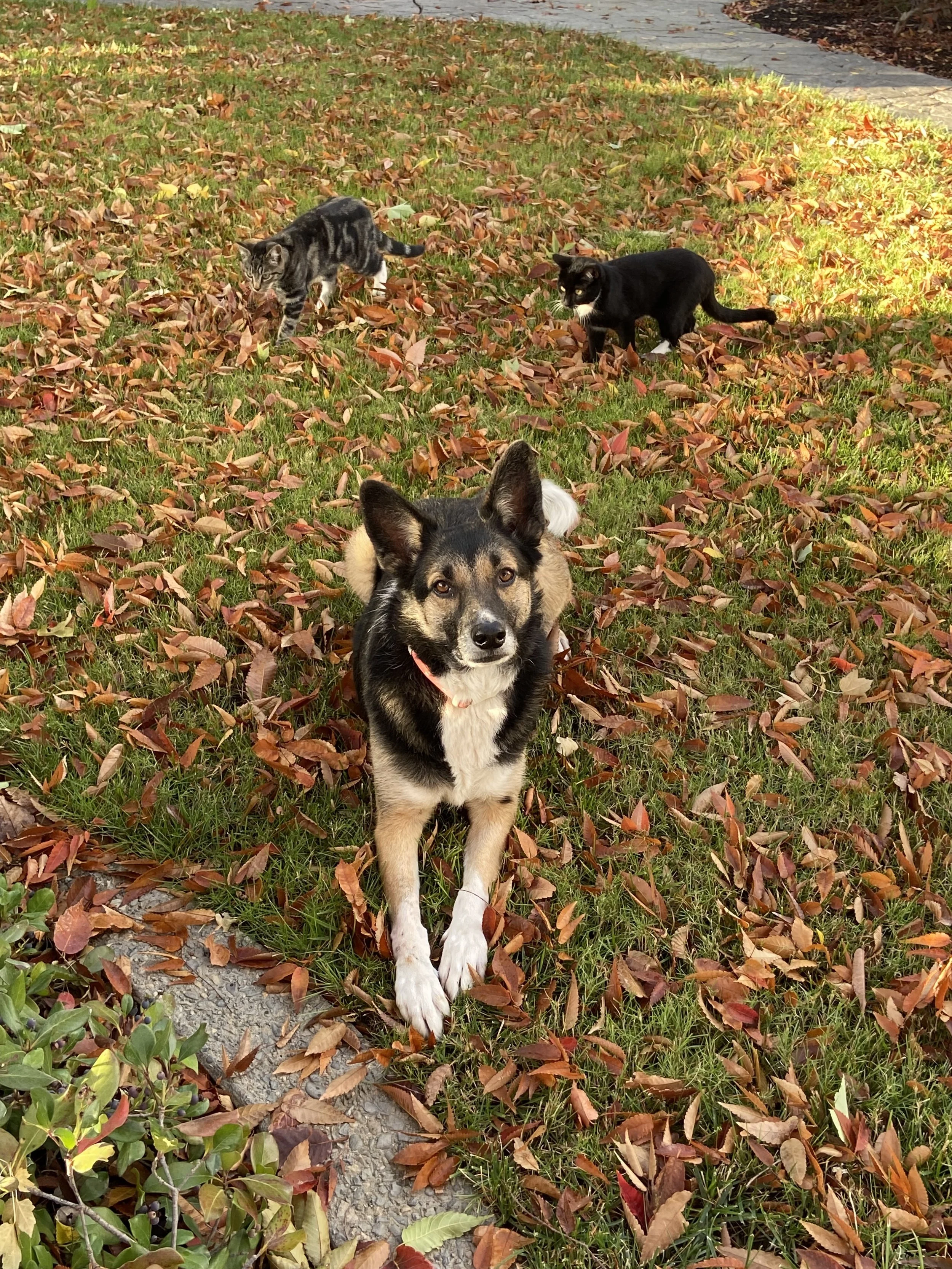 German shepherd dog lying in grassy autumn leaves.