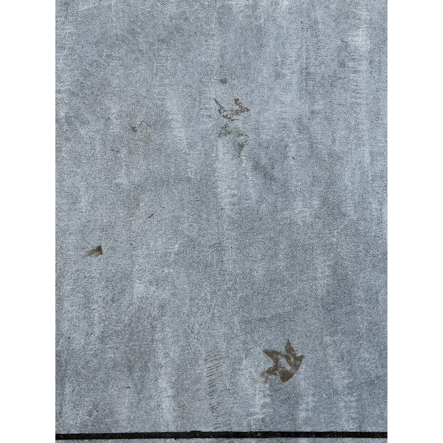 Nature&rsquo;s prints, a graphic kind of autumn 🍂
It&rsquo;s about presence. 
About pausing. 
About letting everyday life surprise you with its quiet magic 💫

#beautyheals #presence #contemplation #pause