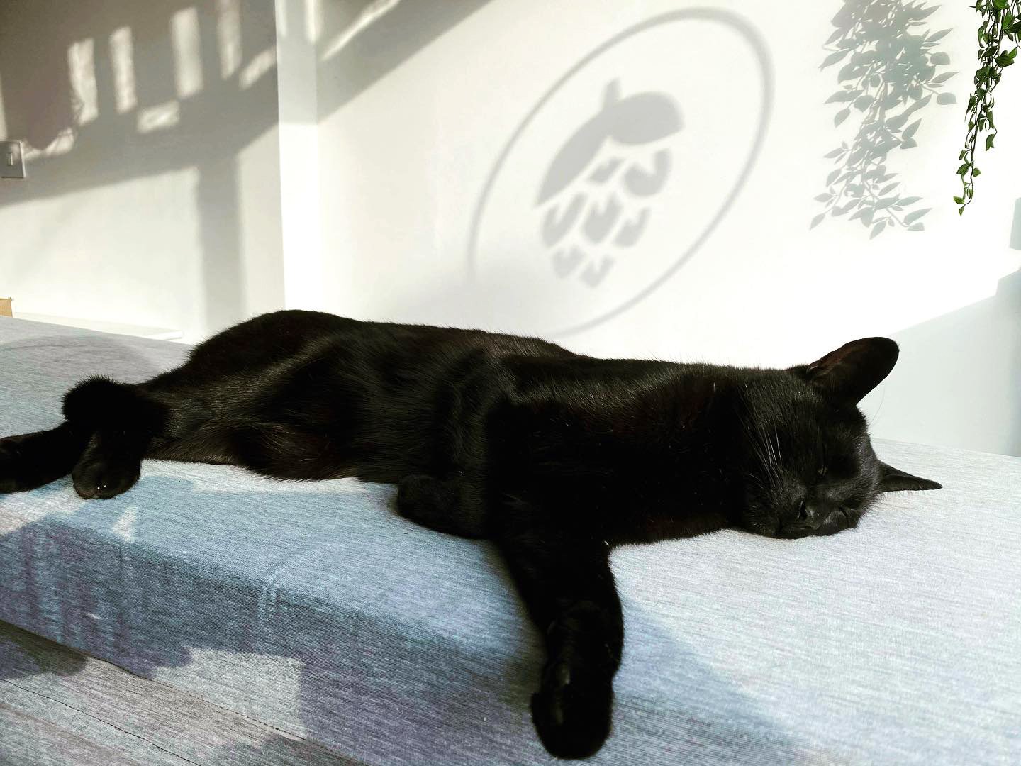 enigma-cat.jpg