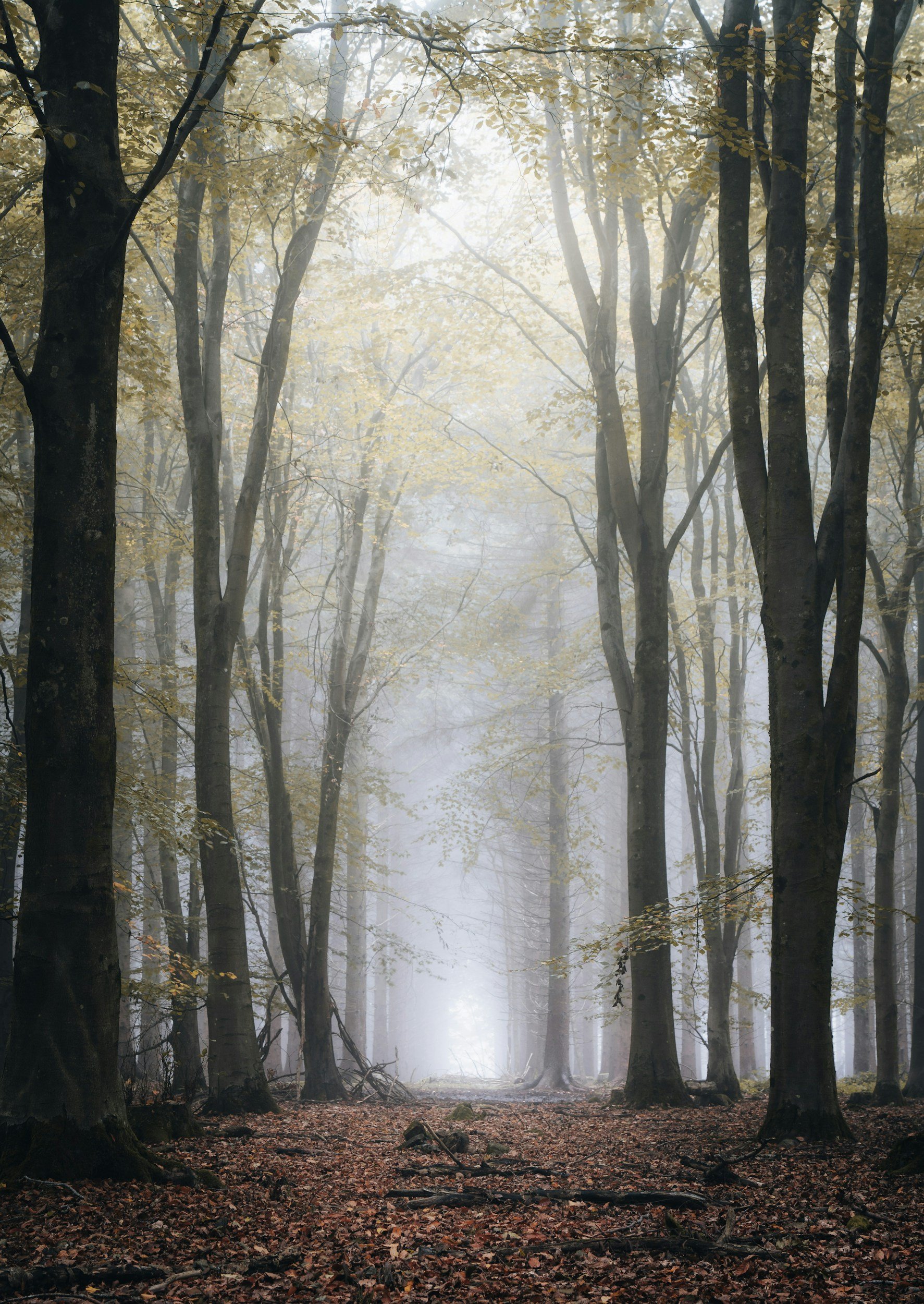 Ein nebliger Wald im Herbst mit Faust- und Ahornbäumen, Laub liegt auf dem Boden.