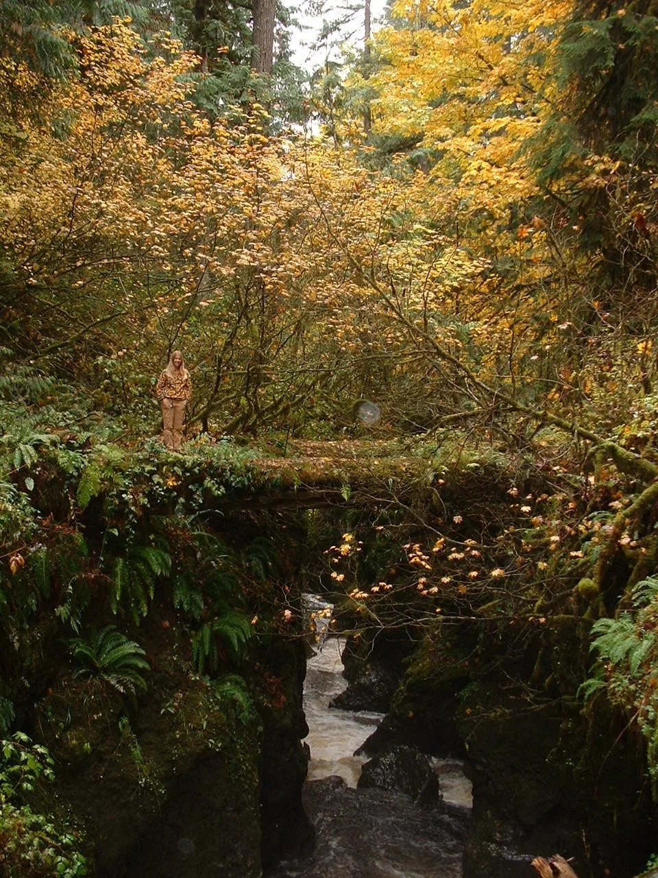 a woman standing on a log that has fallen over the river bed. the leaves are green and yellow.