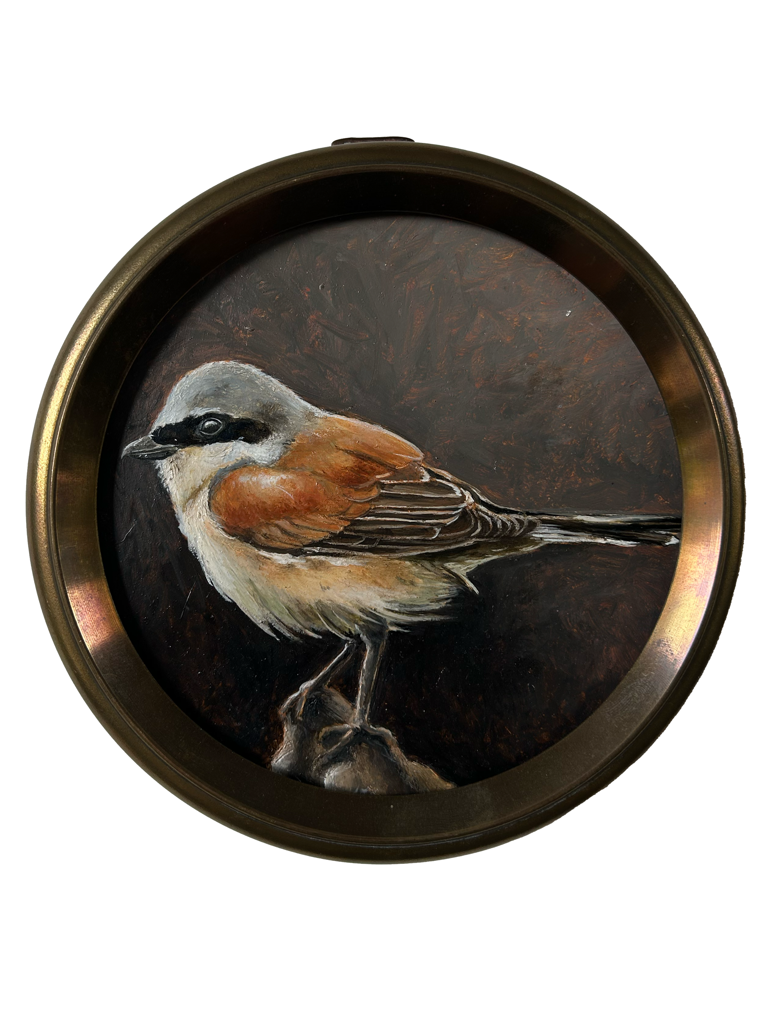 Neuntöter, Oil on Wood, 14.5cm, 2026.