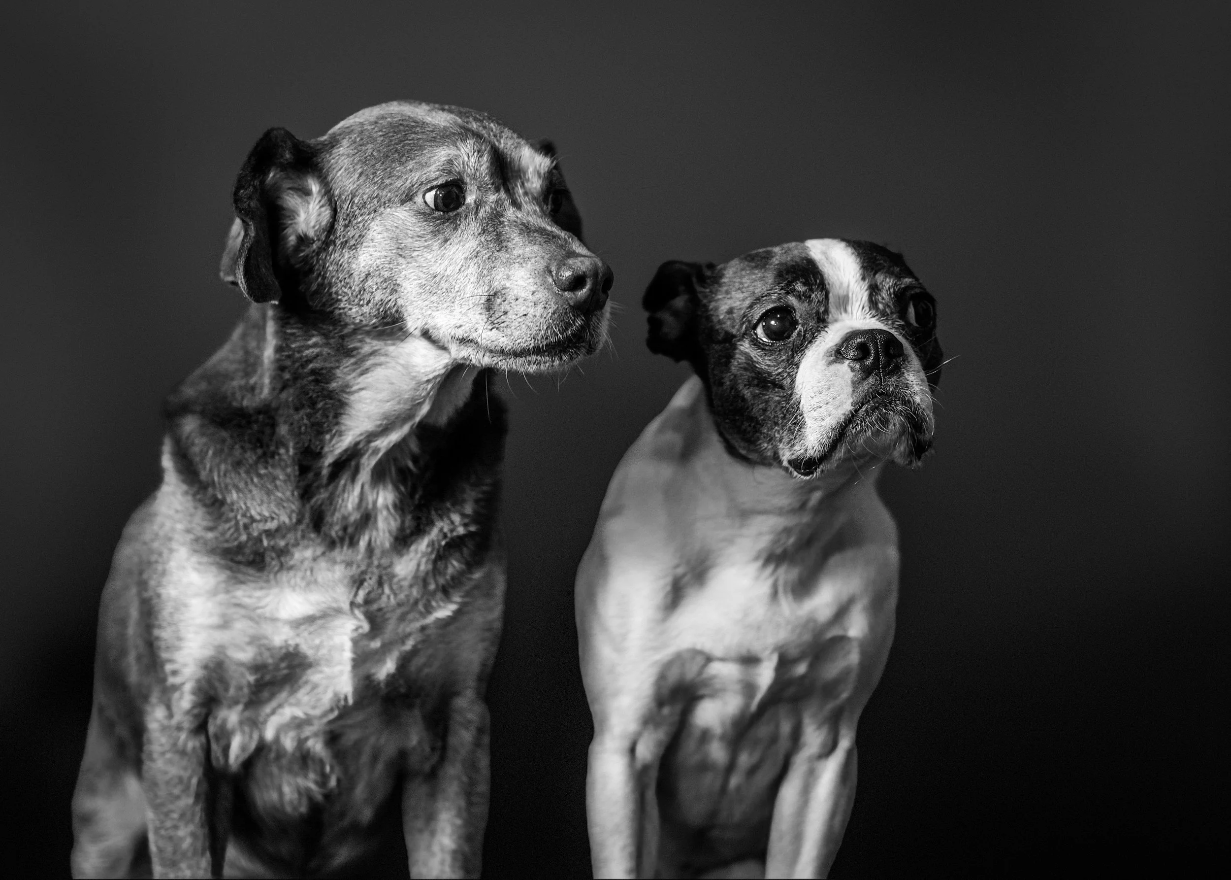 Arthritis Isn’t Just an Old-Dog Problem