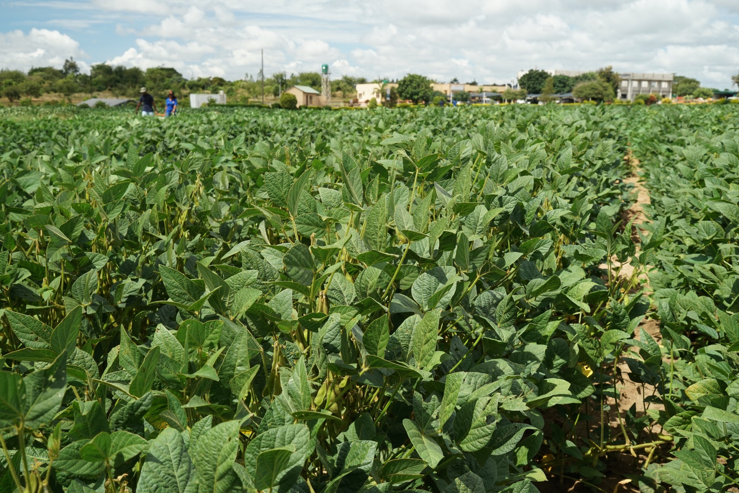 2Blades and Corteva Agriscience Reach Collaboration Milestone in Development of Durable Resistance for Latin American Soybean Varieties