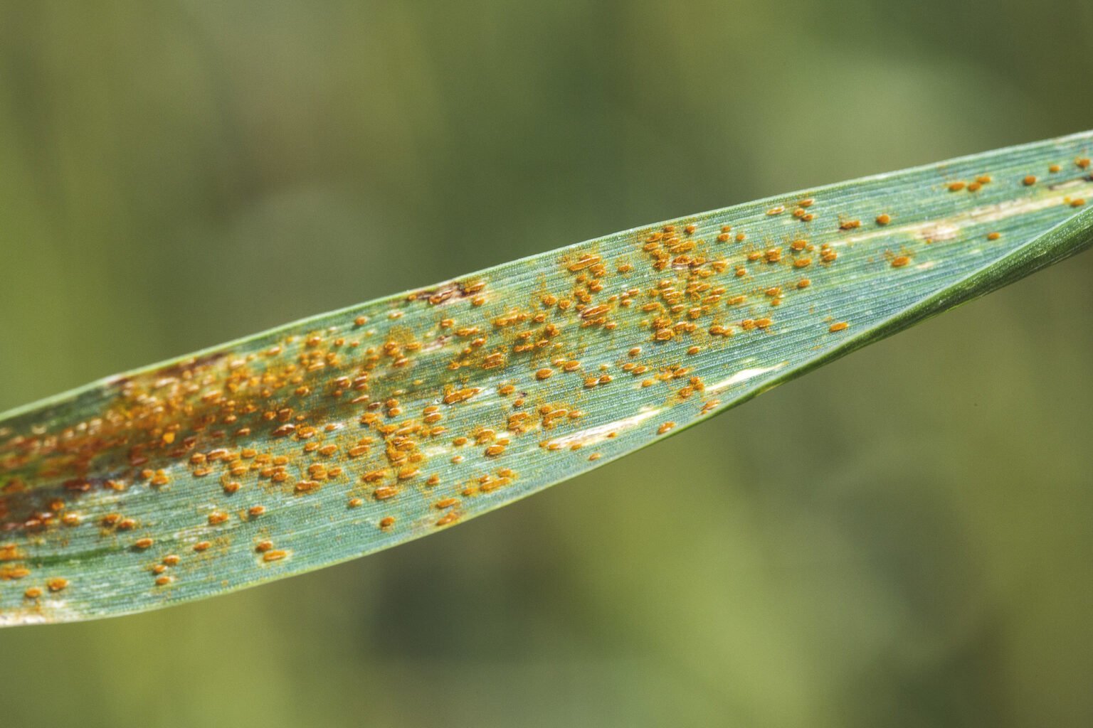 Blog: We need vaccines to protect our food crops, too