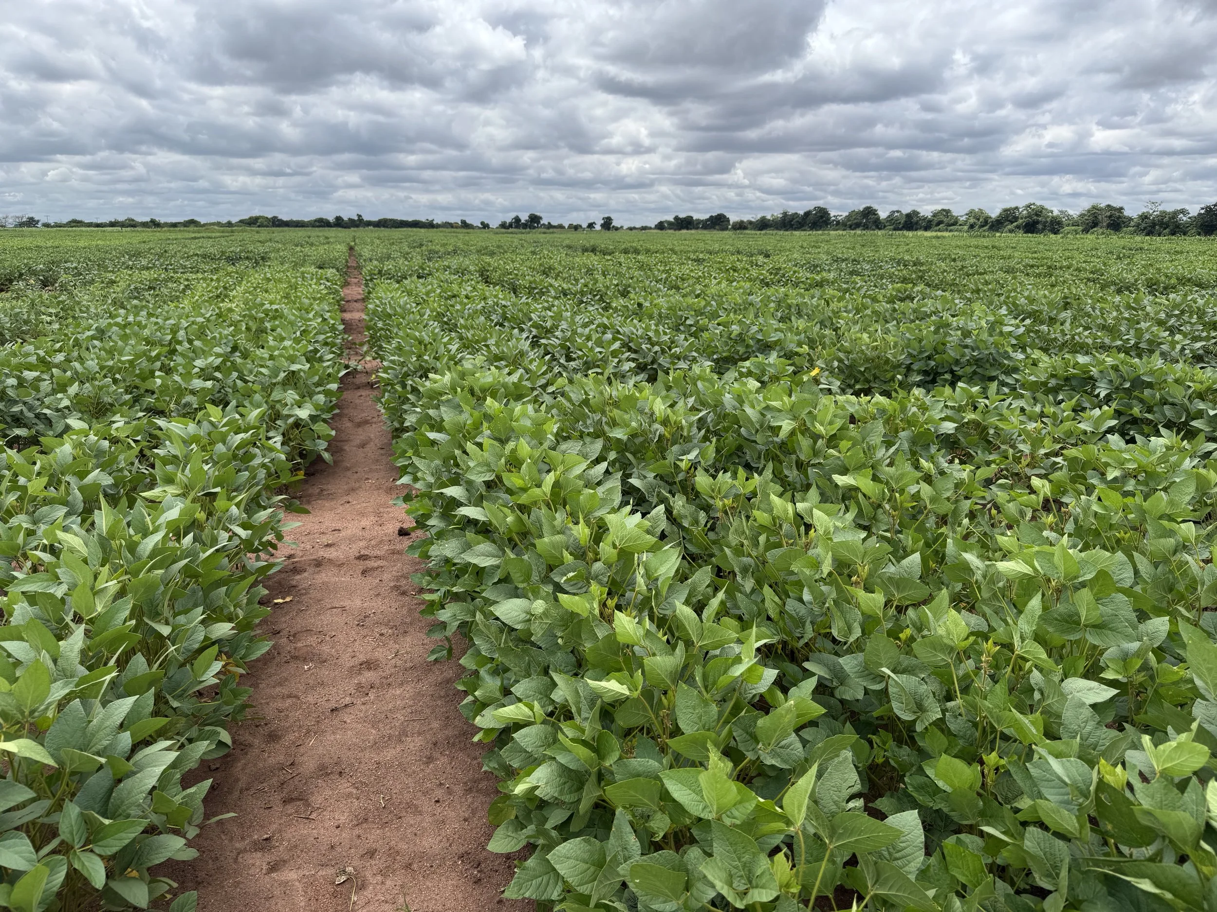 2Blades Awarded BBSRC Grant to Develop Durable Soybean Rust Resistance