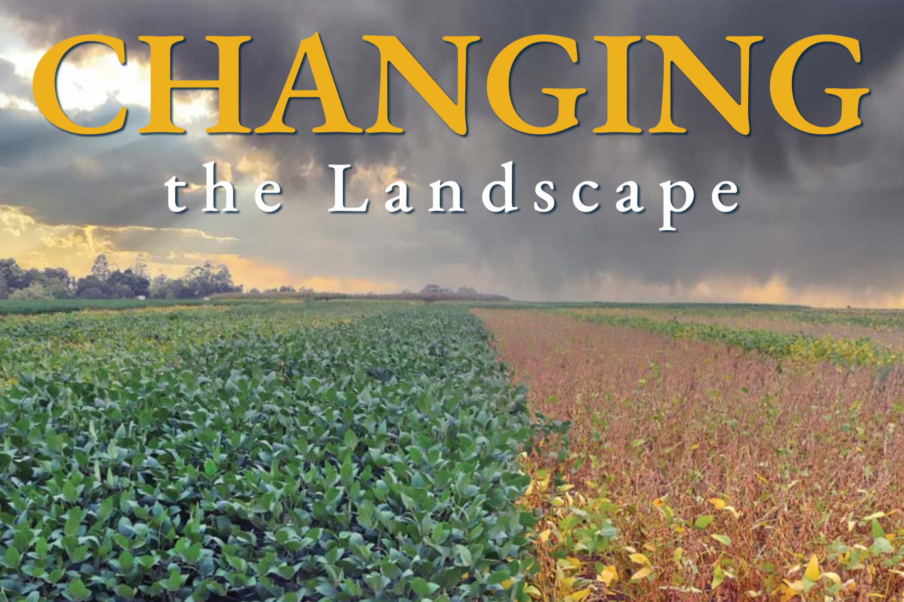 2025 Annual Impact Report: Changing the Landscape